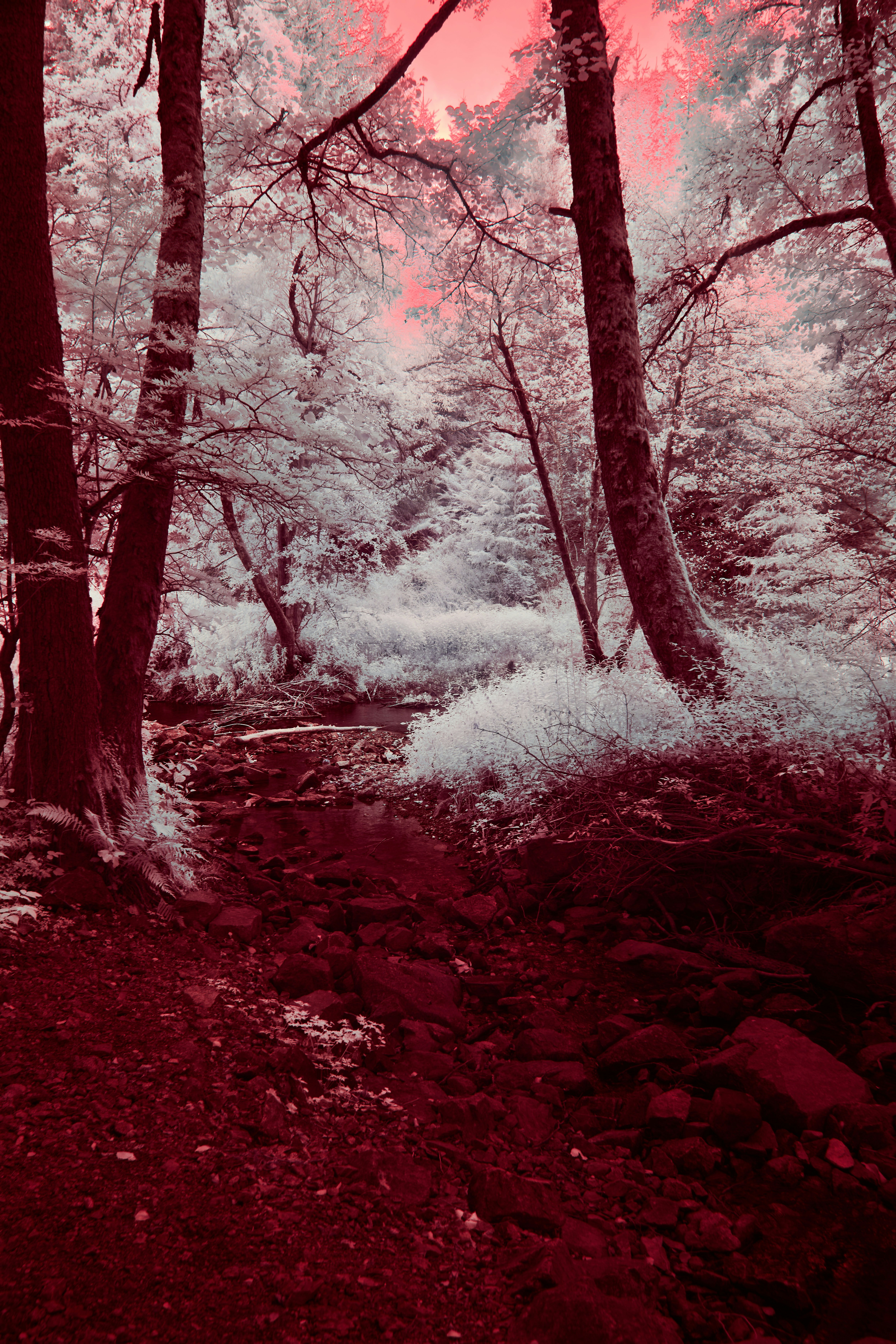 Photo by wolfgang_hasselmann