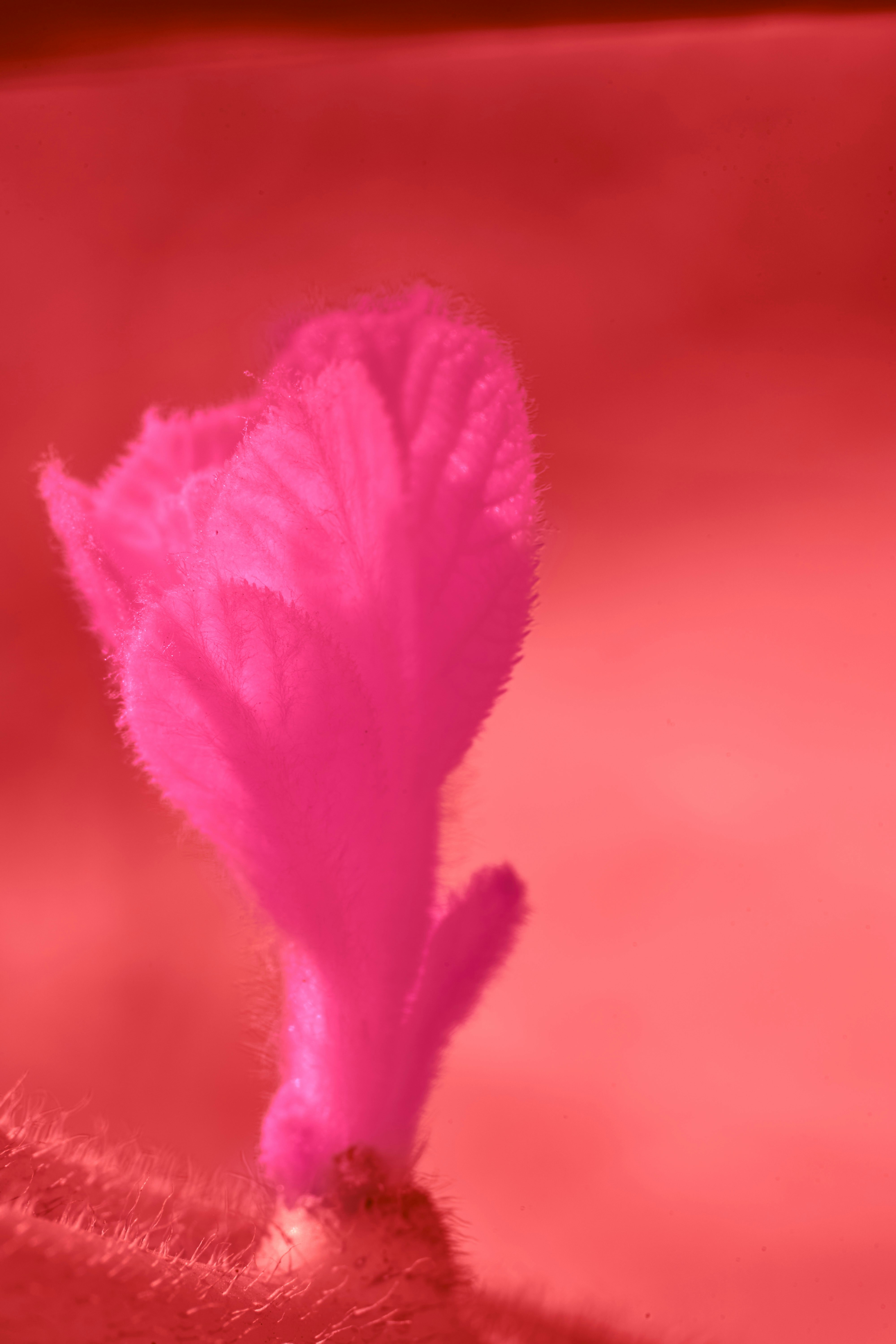 A close-up of a bright pink flower.