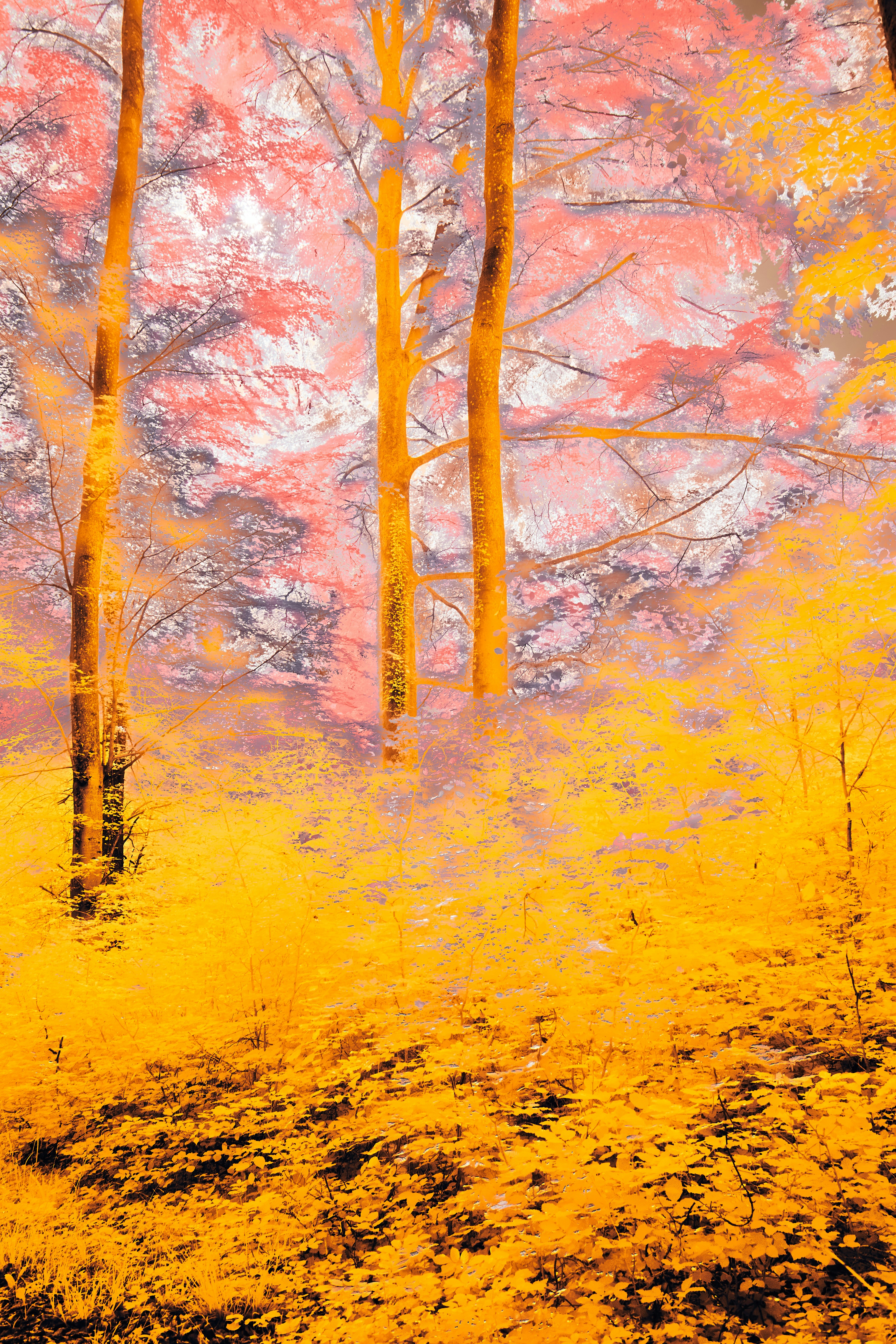 Photo by wolfgang_hasselmann