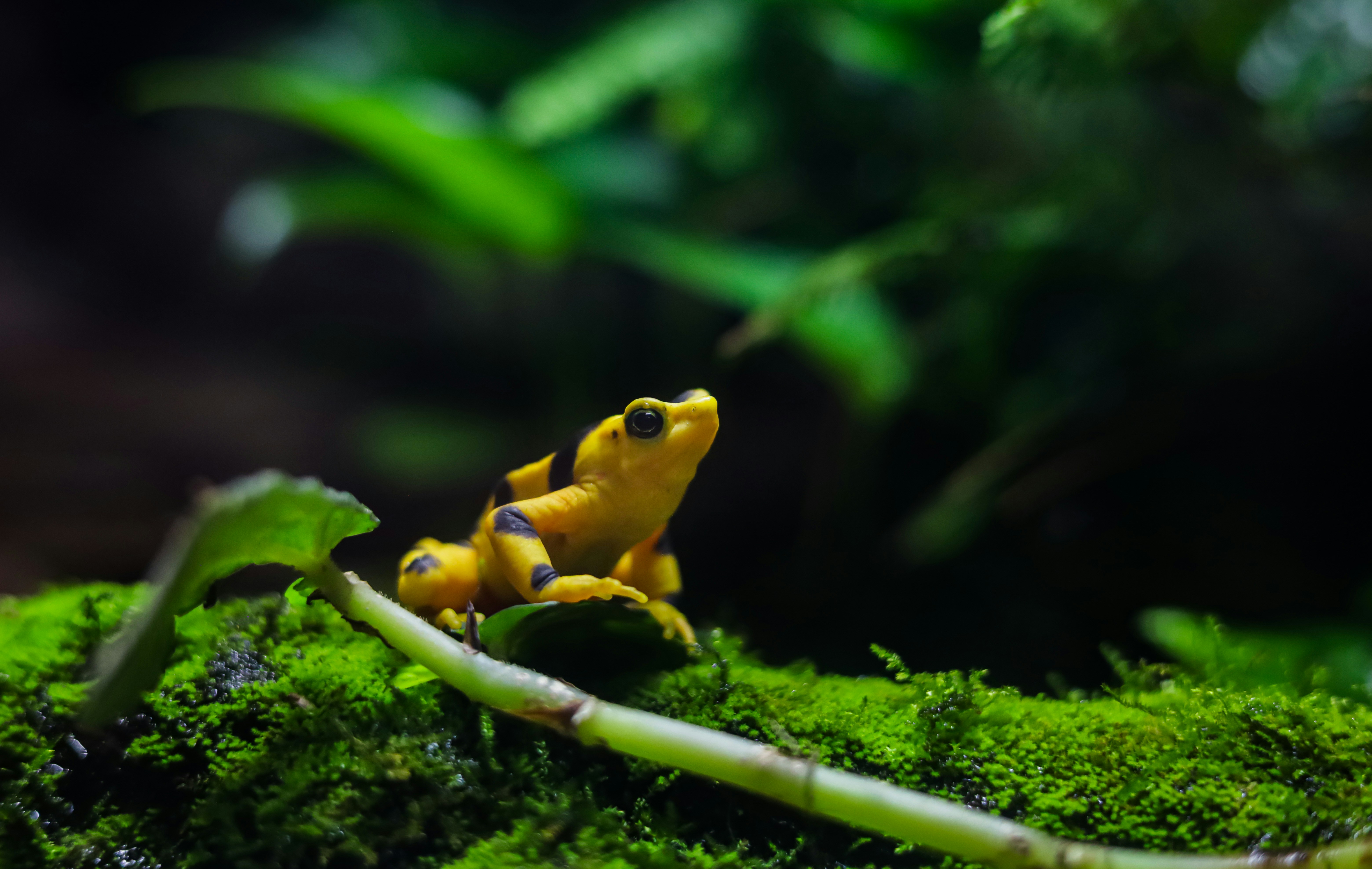 A colorful yellow frog sits on moss.