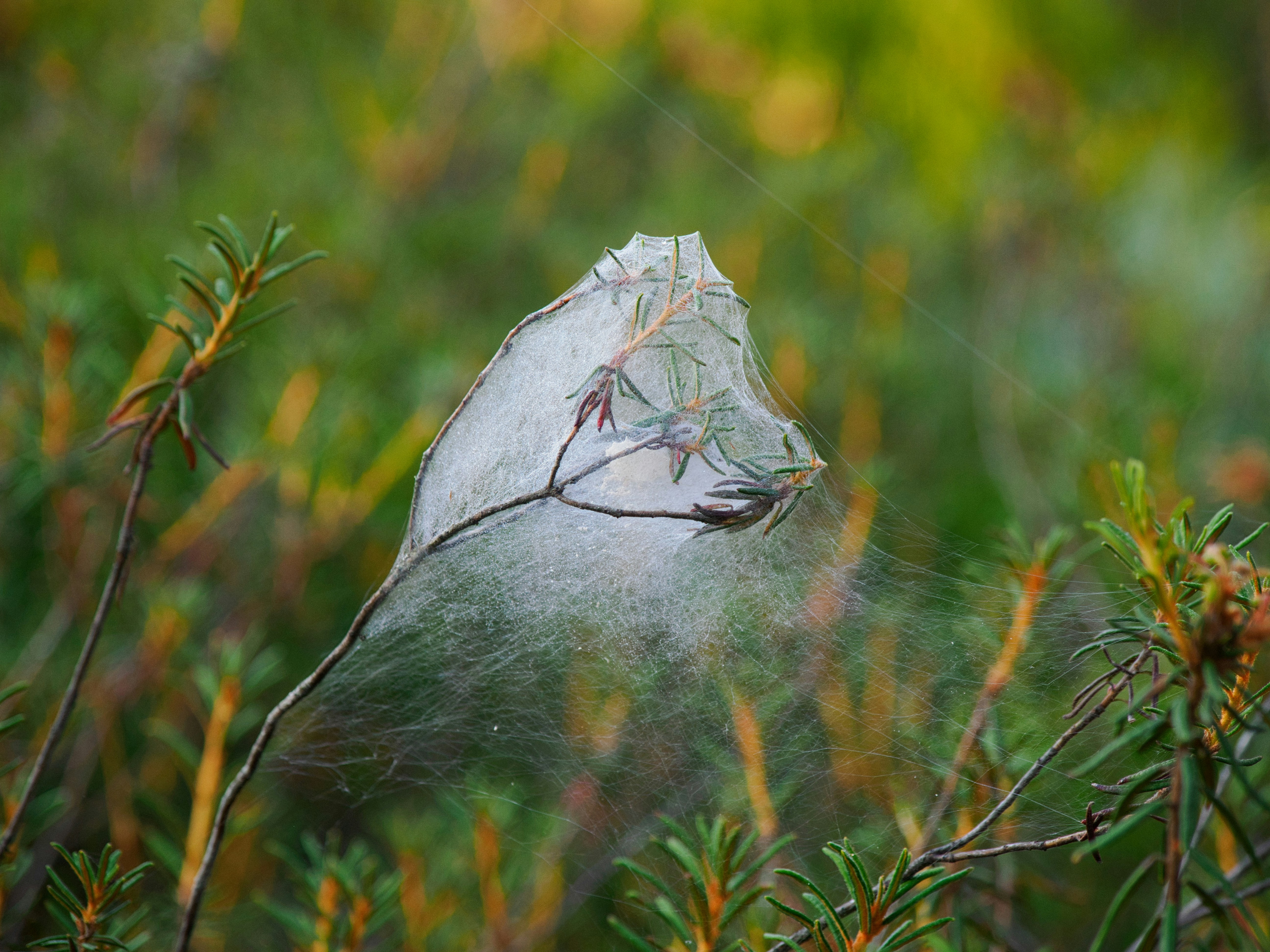 A spiderweb drapes over a plant branch.