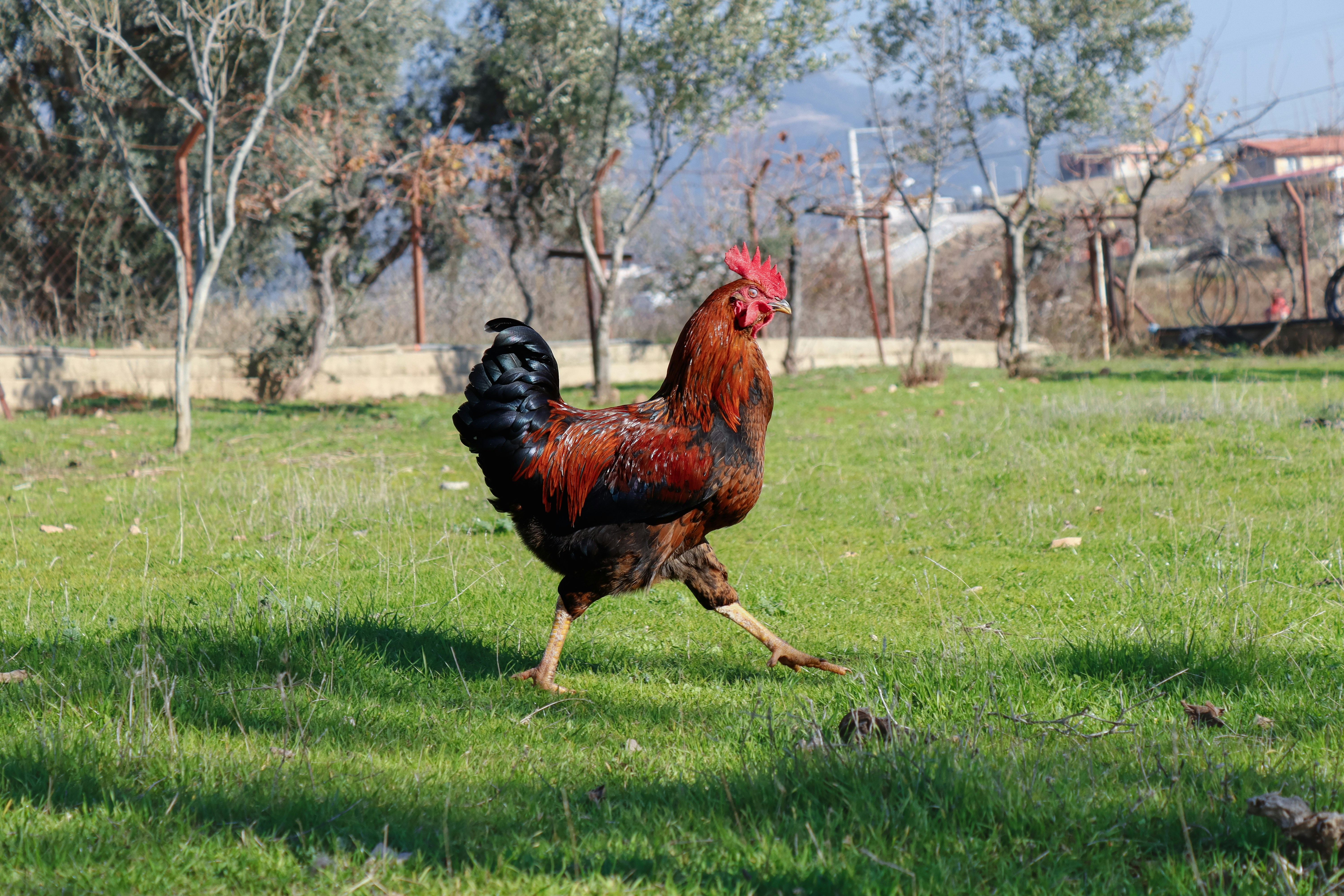 Majestic Rooster