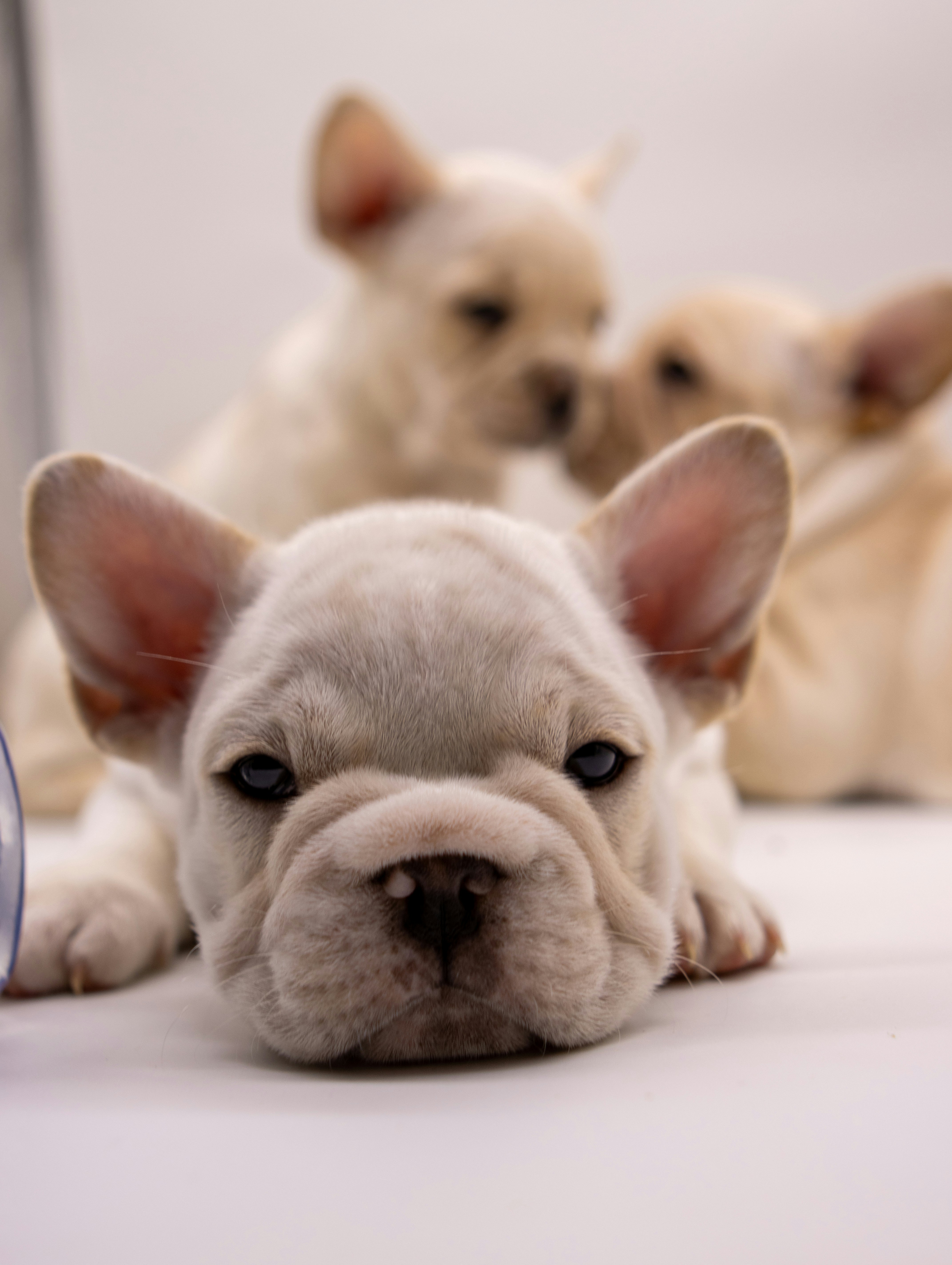 Cute french bulldog puppies are posing.
