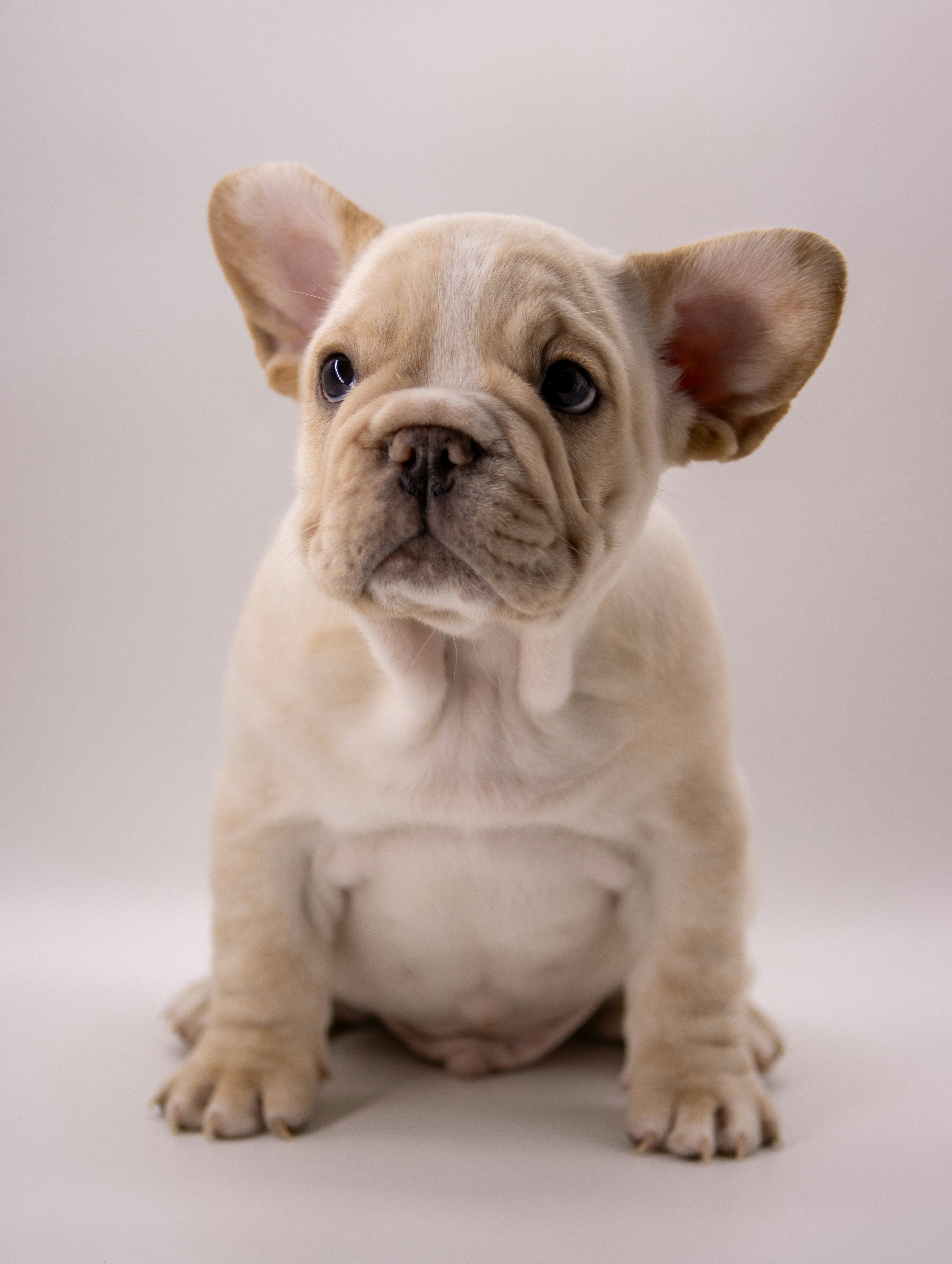 귀여운 프렌치 불독 강아지가 정중하게 바라보고 있습니다. 사진 – Unsplash의 무료 이미지, image size:3000x3983