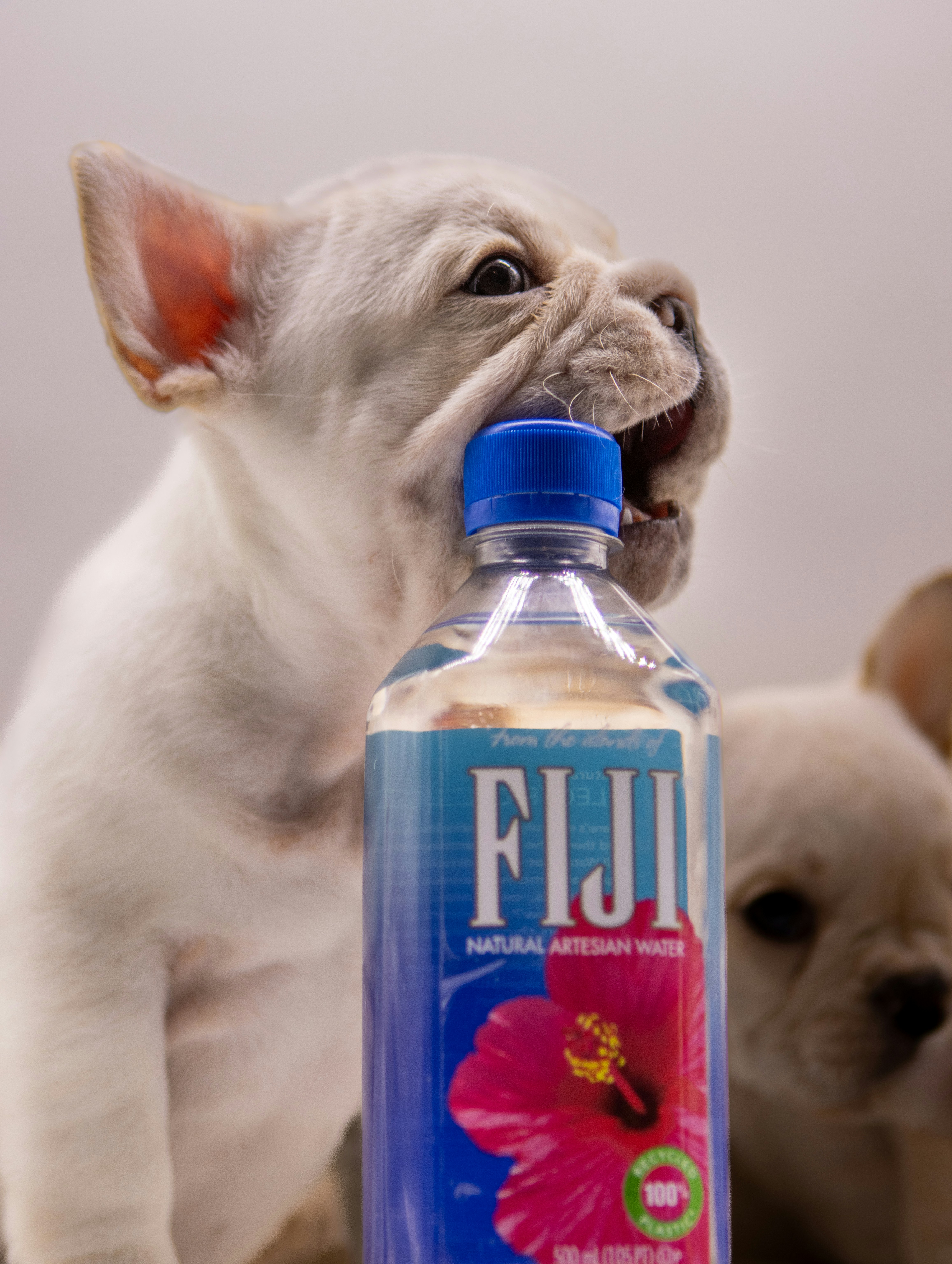 A puppy tries to bite the fiji water bottle.