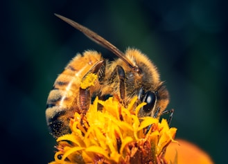 A bee pollinates a bright yellow flower.