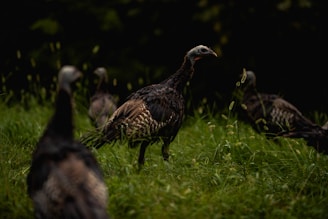 Best Protective Cases: Hard cases, soft cases, and specialized pouches