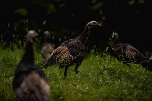 Best Protective Cases: Hard cases, soft cases, and specialized pouches