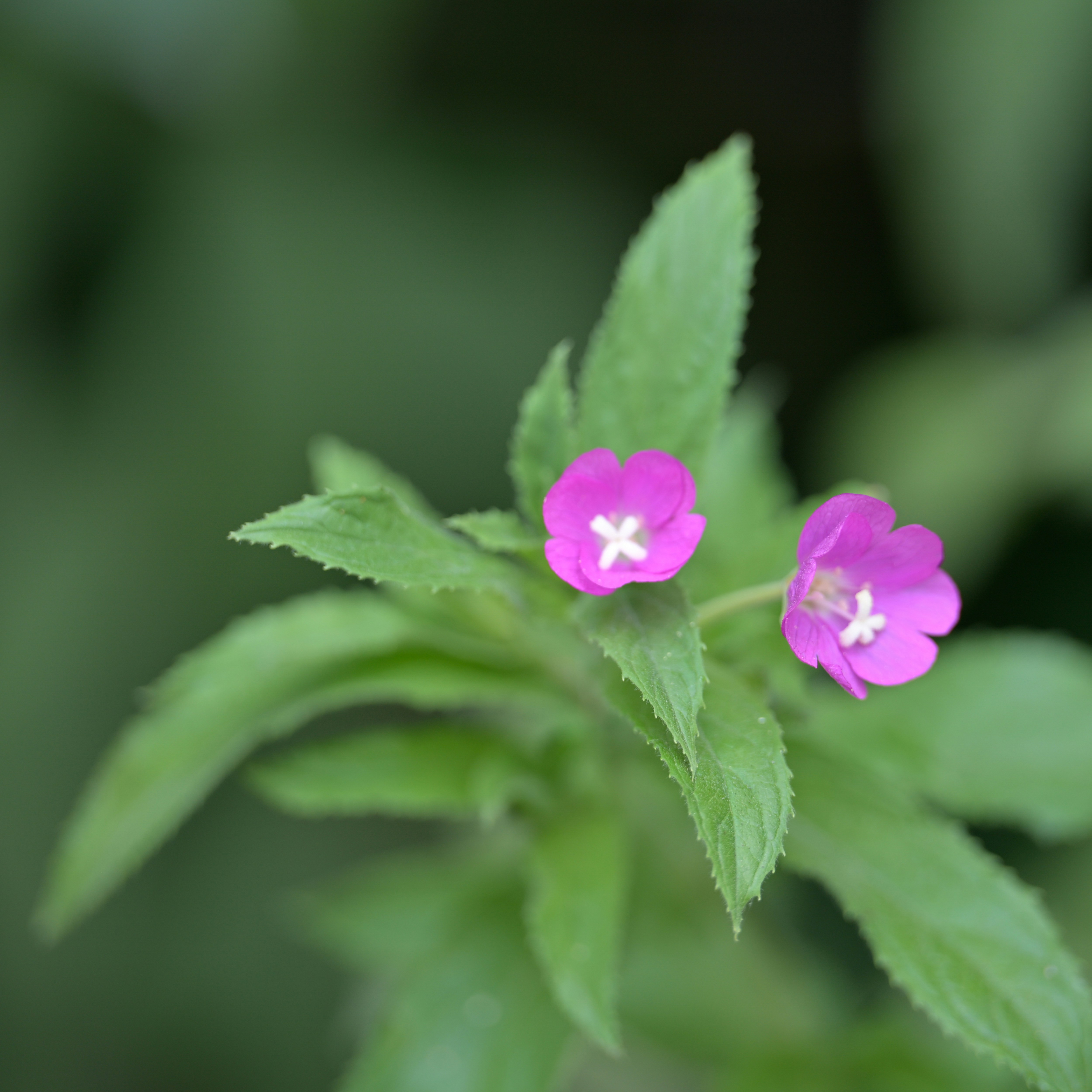 Photo by jonathankslim