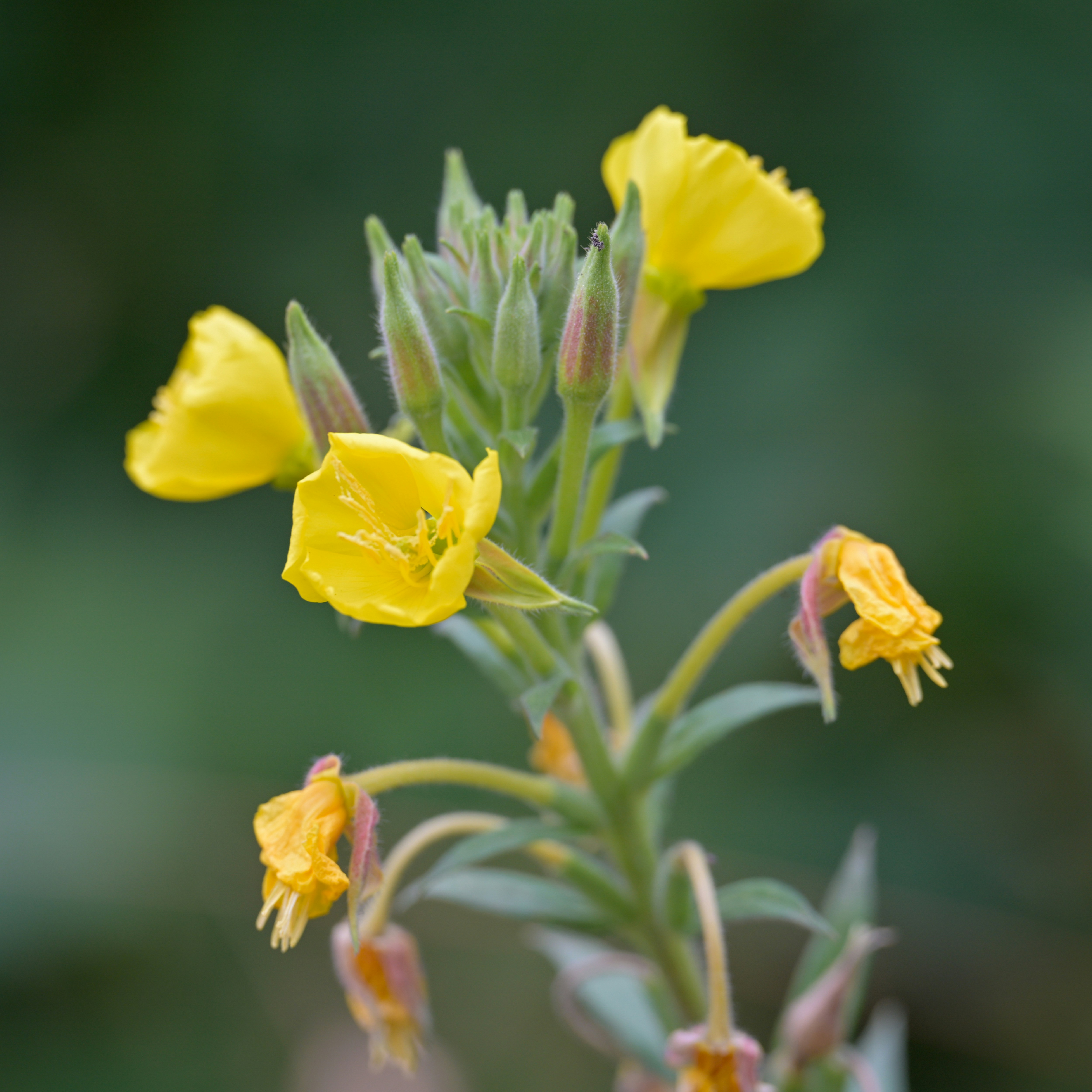 Photo by jonathankslim