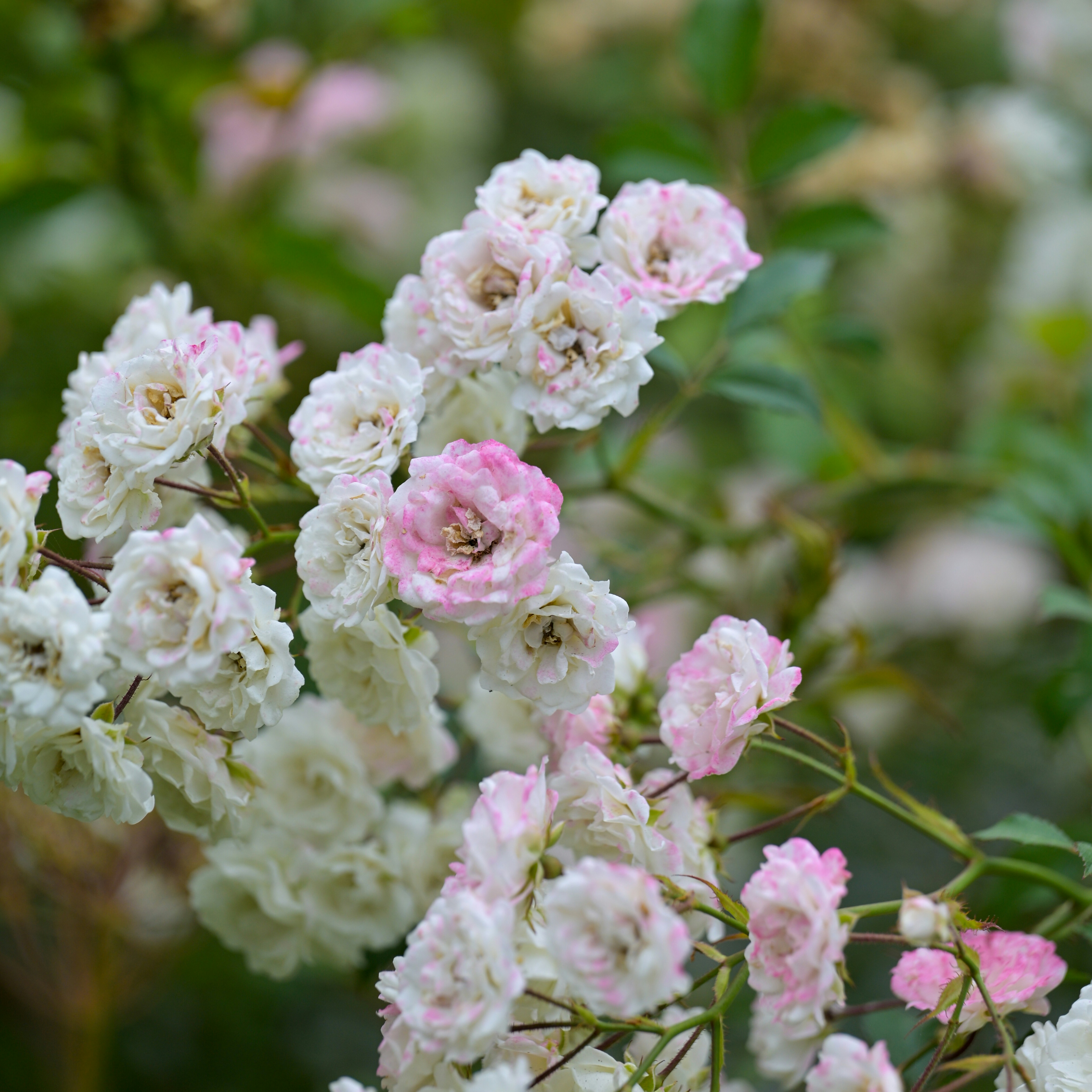 Photo by jonathankslim