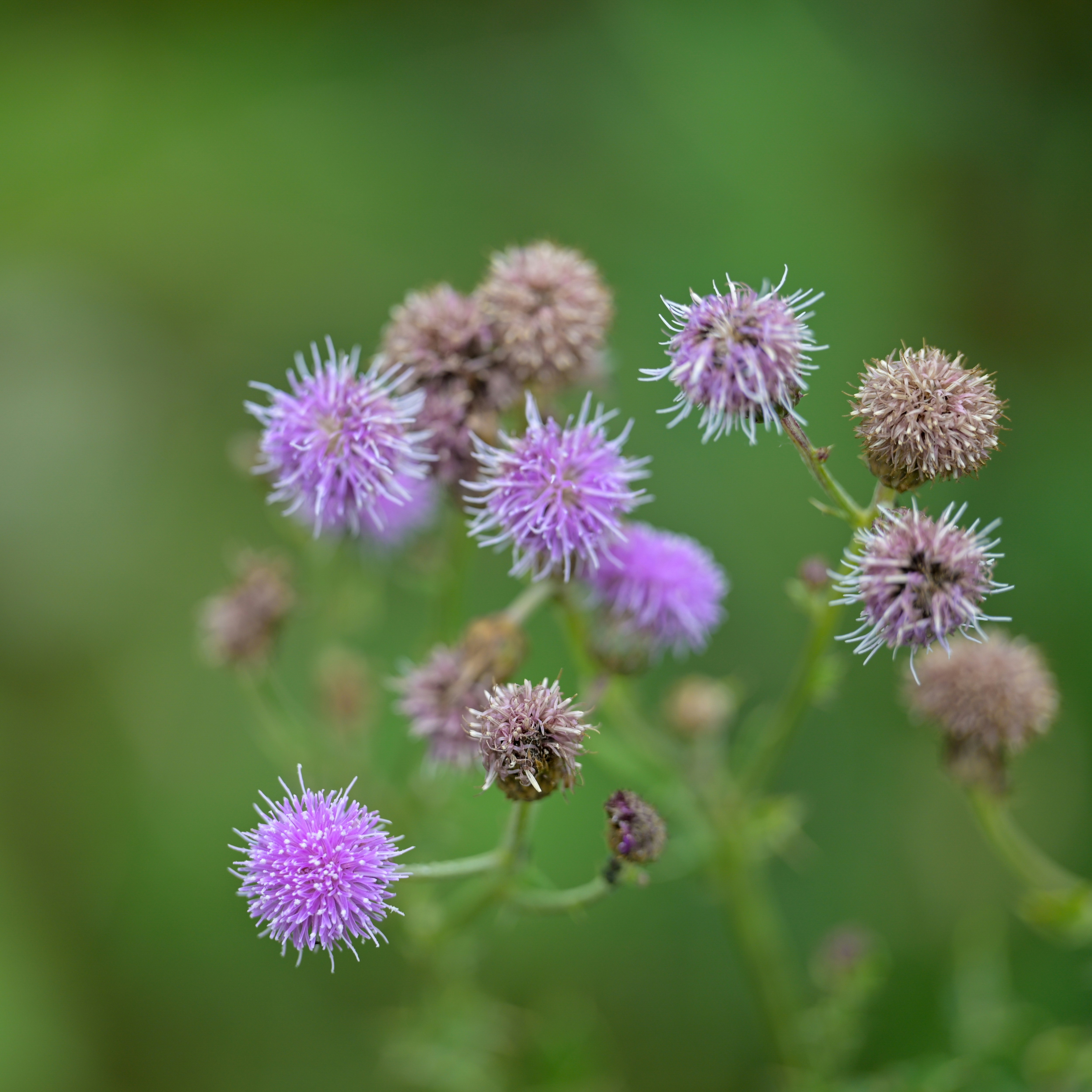 Photo by jonathankslim