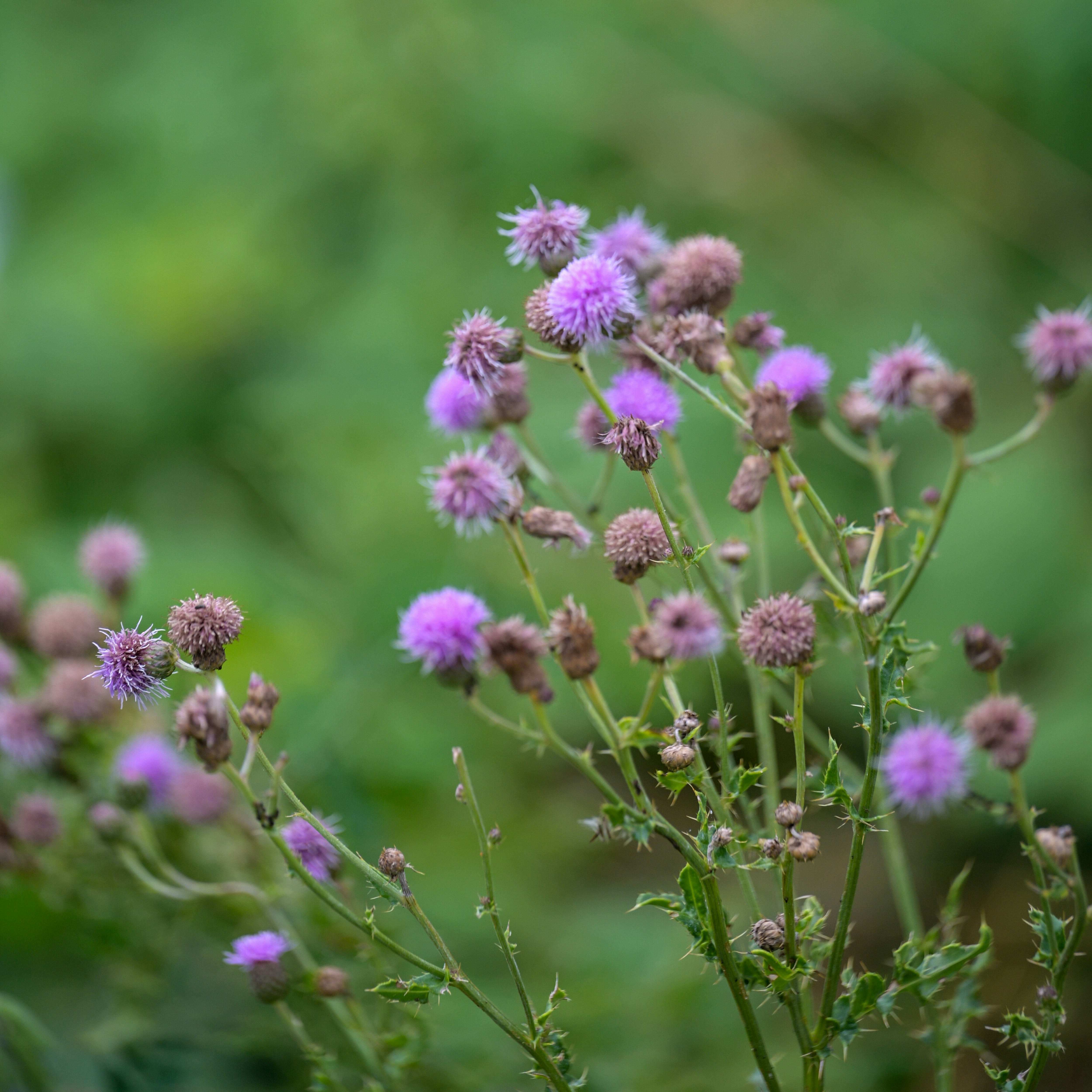 Photo by jonathankslim