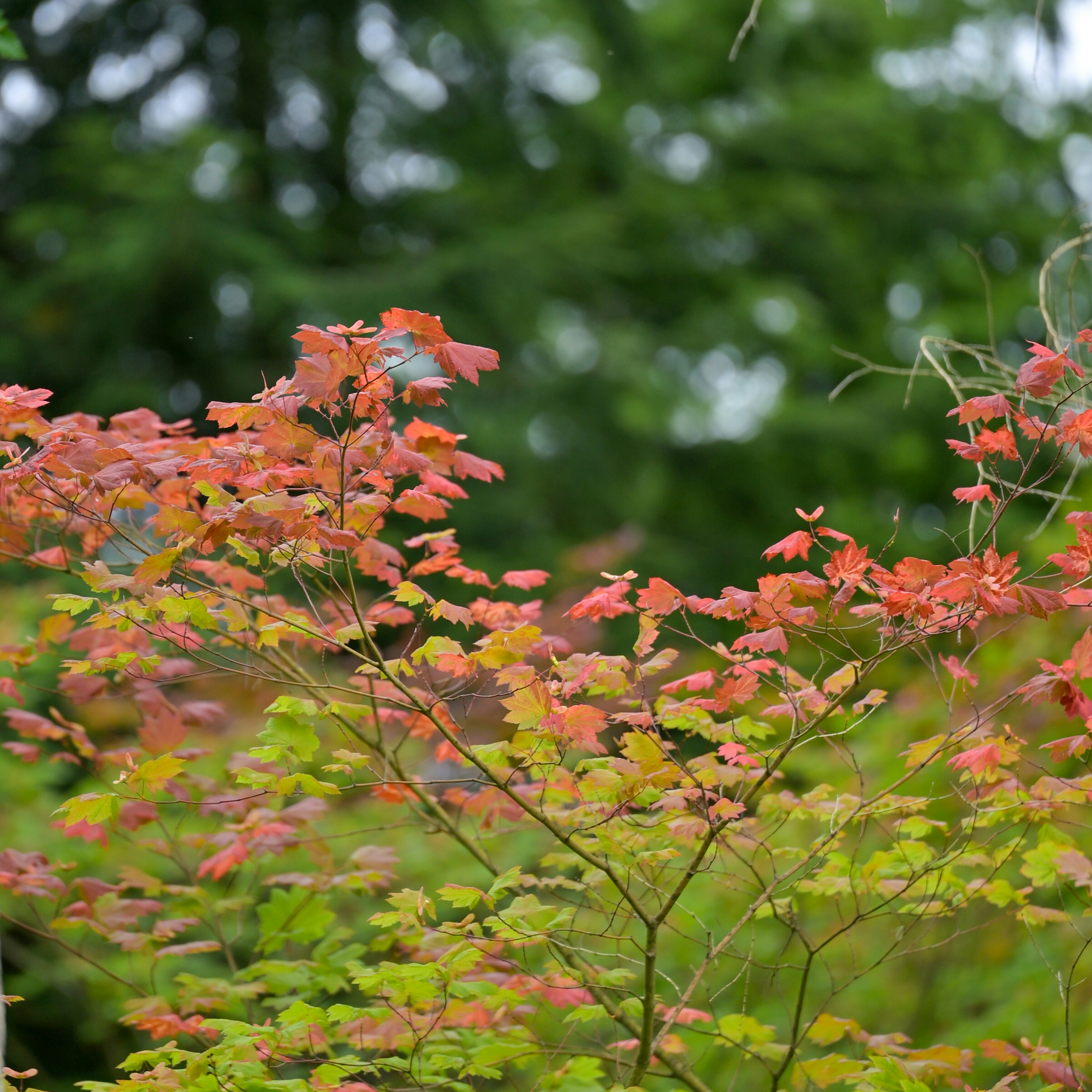 Photo by jonathankslim