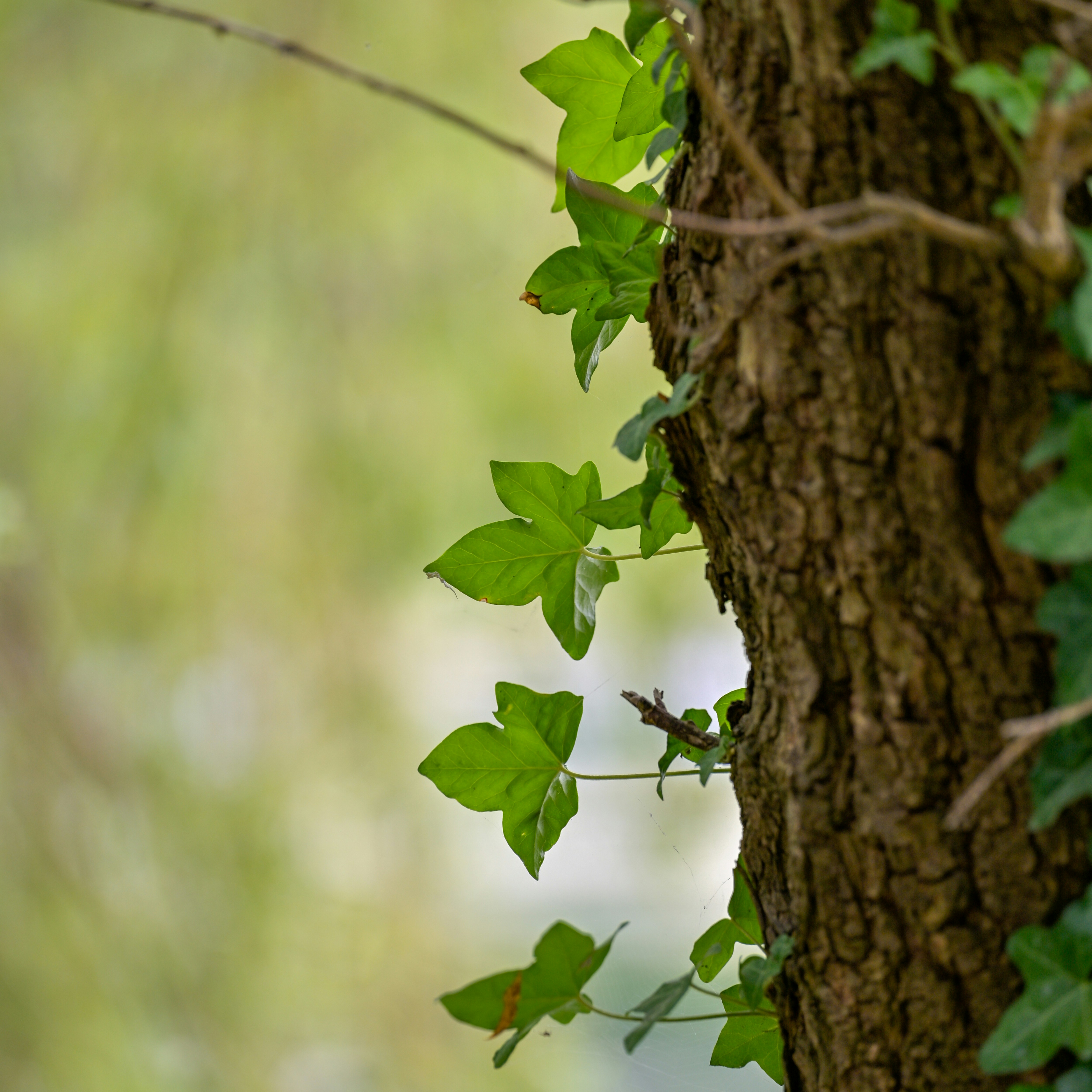 Photo by jonathankslim