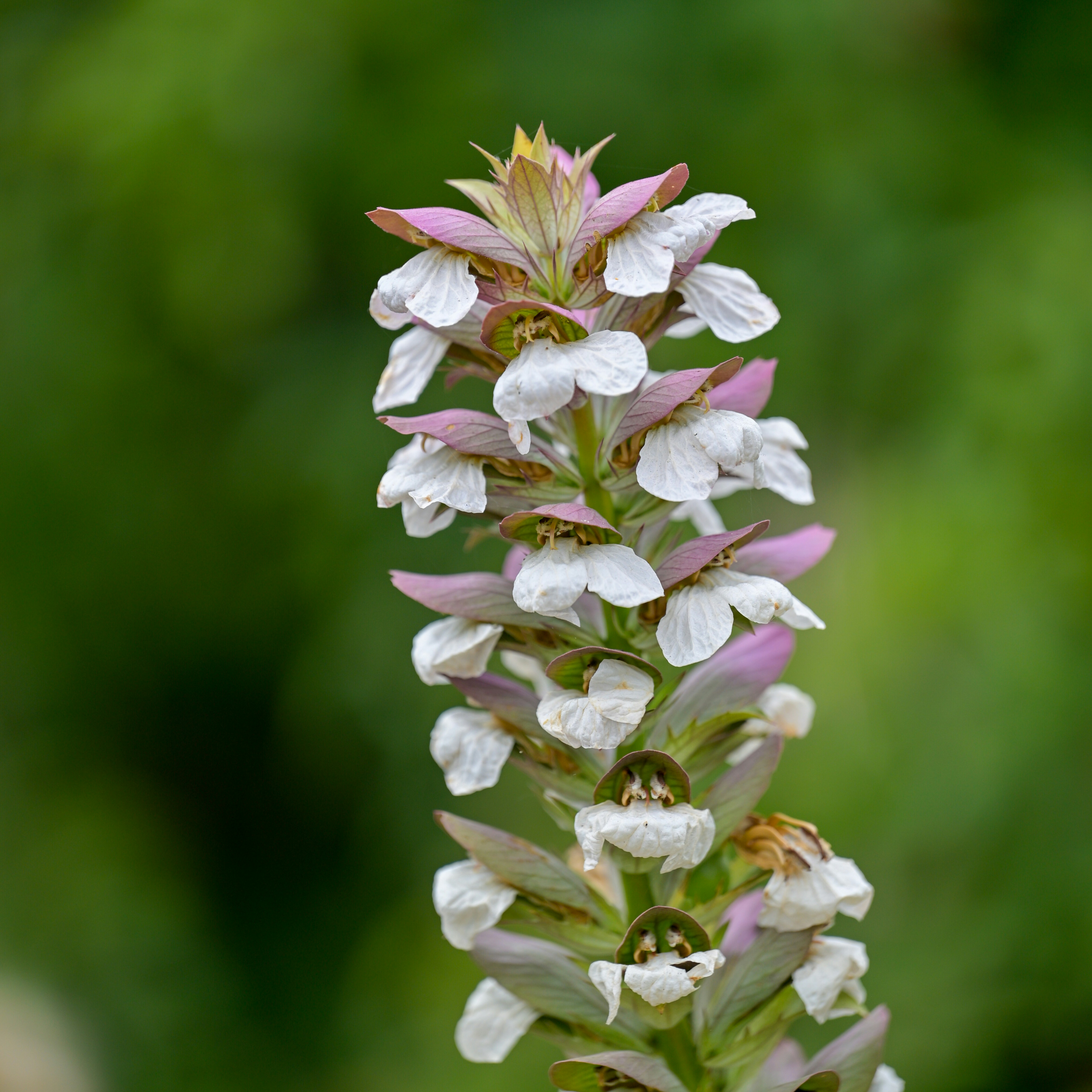 Photo by jonathankslim