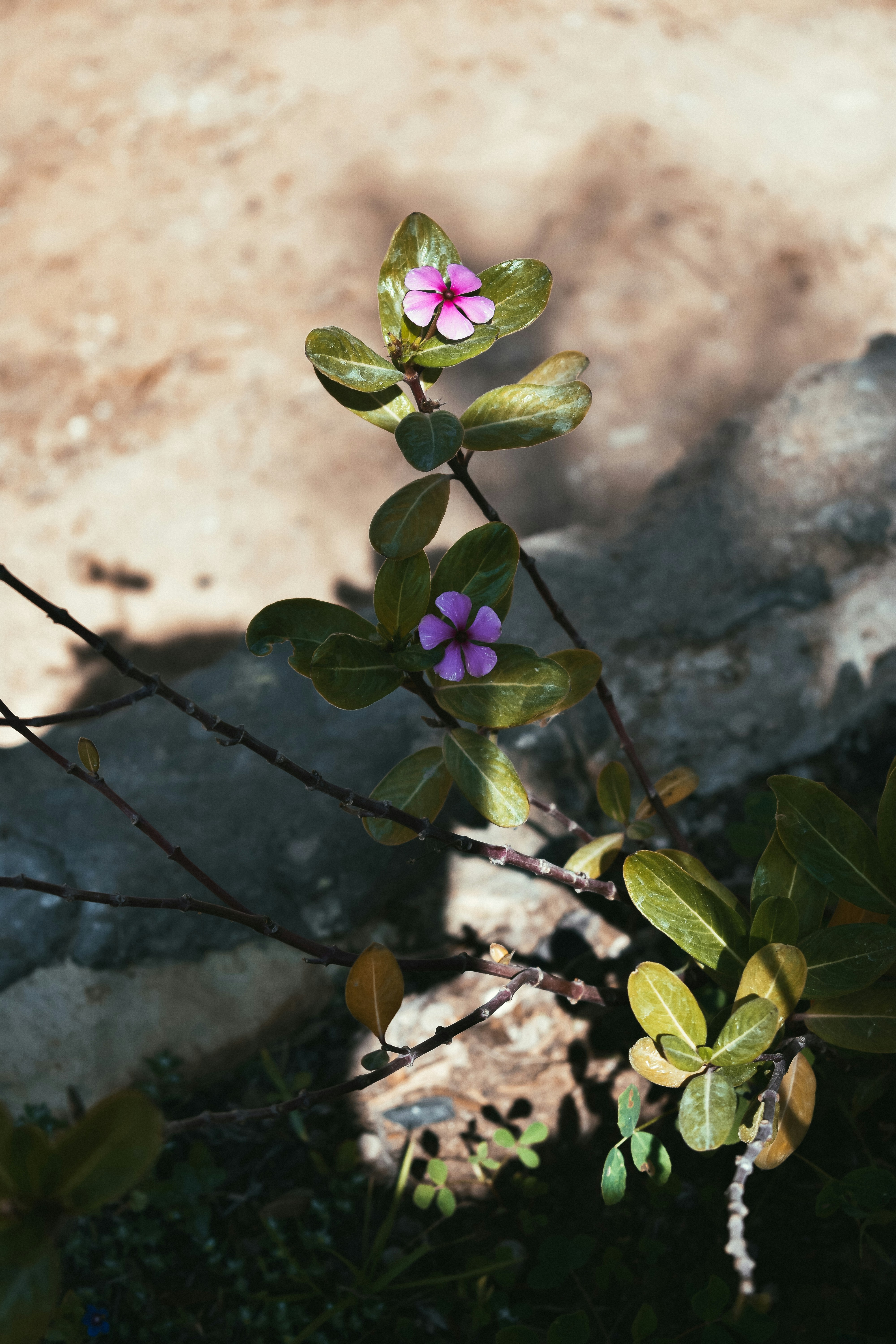 Sacred Springs and Salt Lakes: Siwa's Natural Attractions