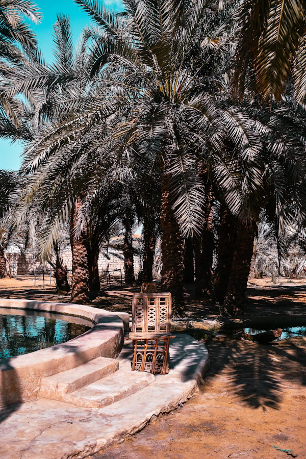Date palm grove