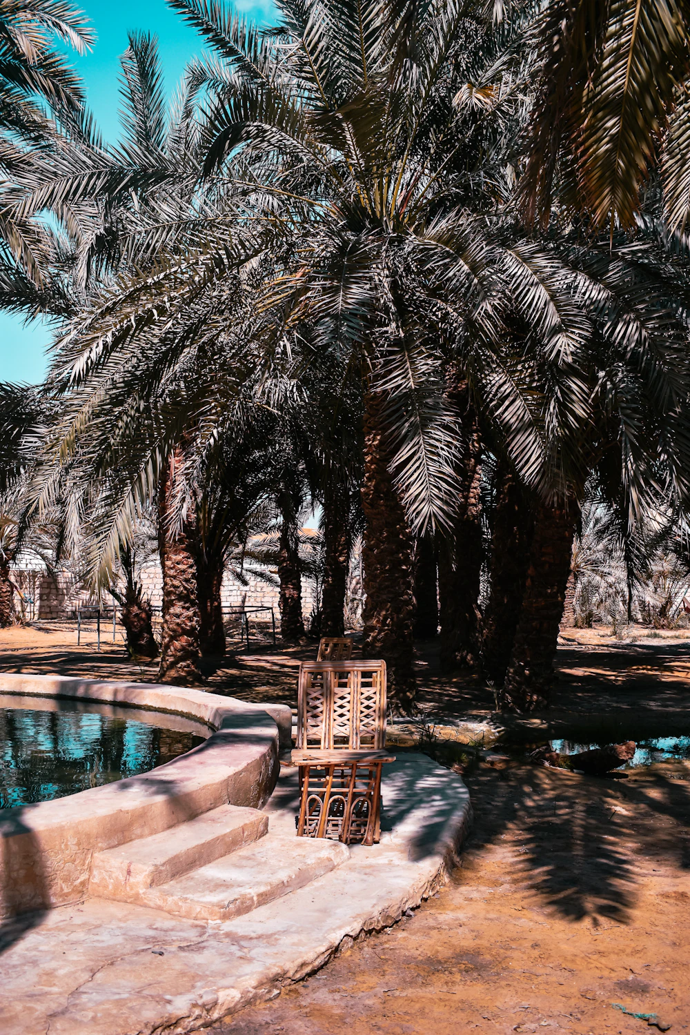 Dense date palm grove in the oasis