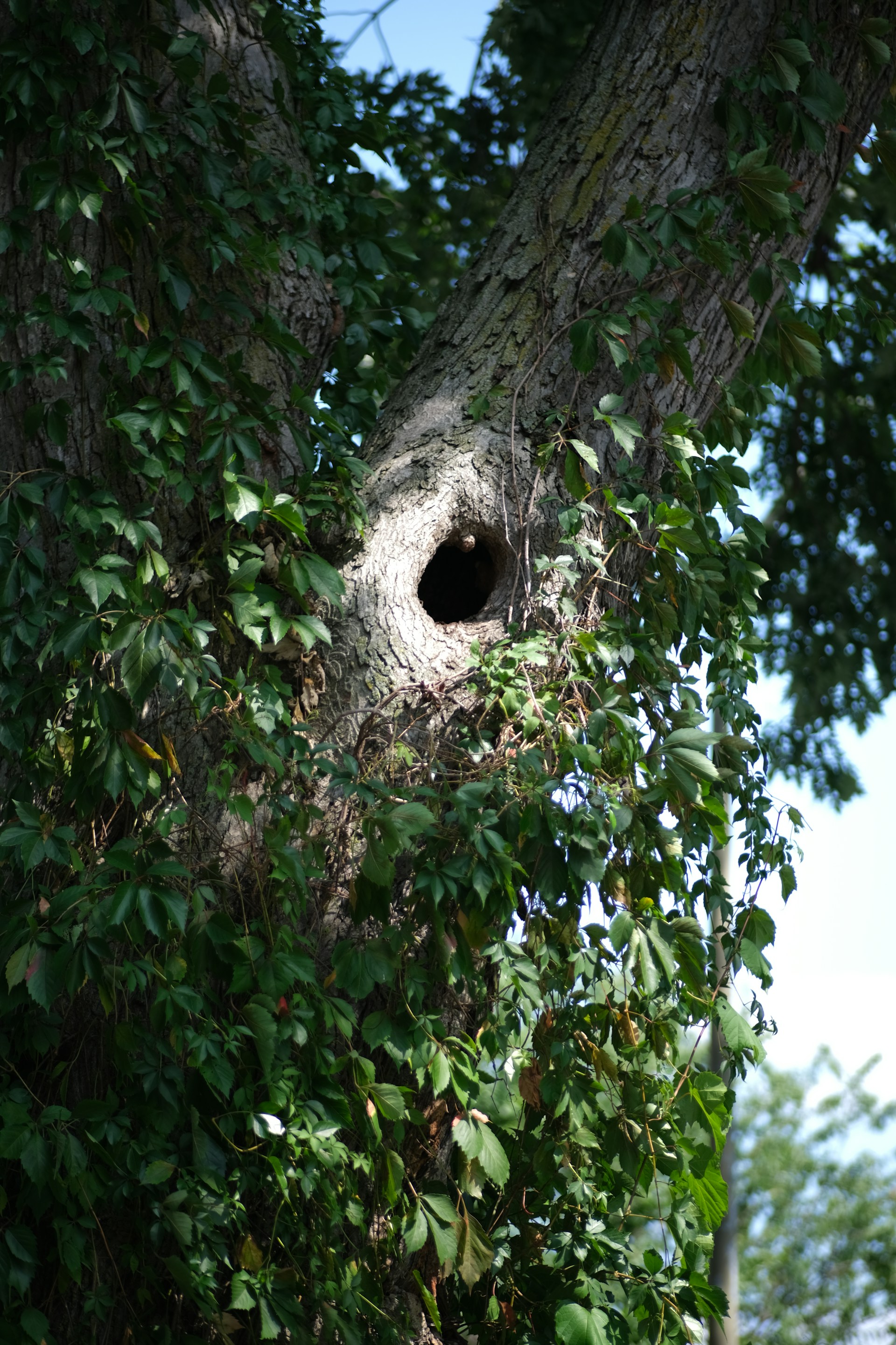 A hollow tree trunk with a dark hole.