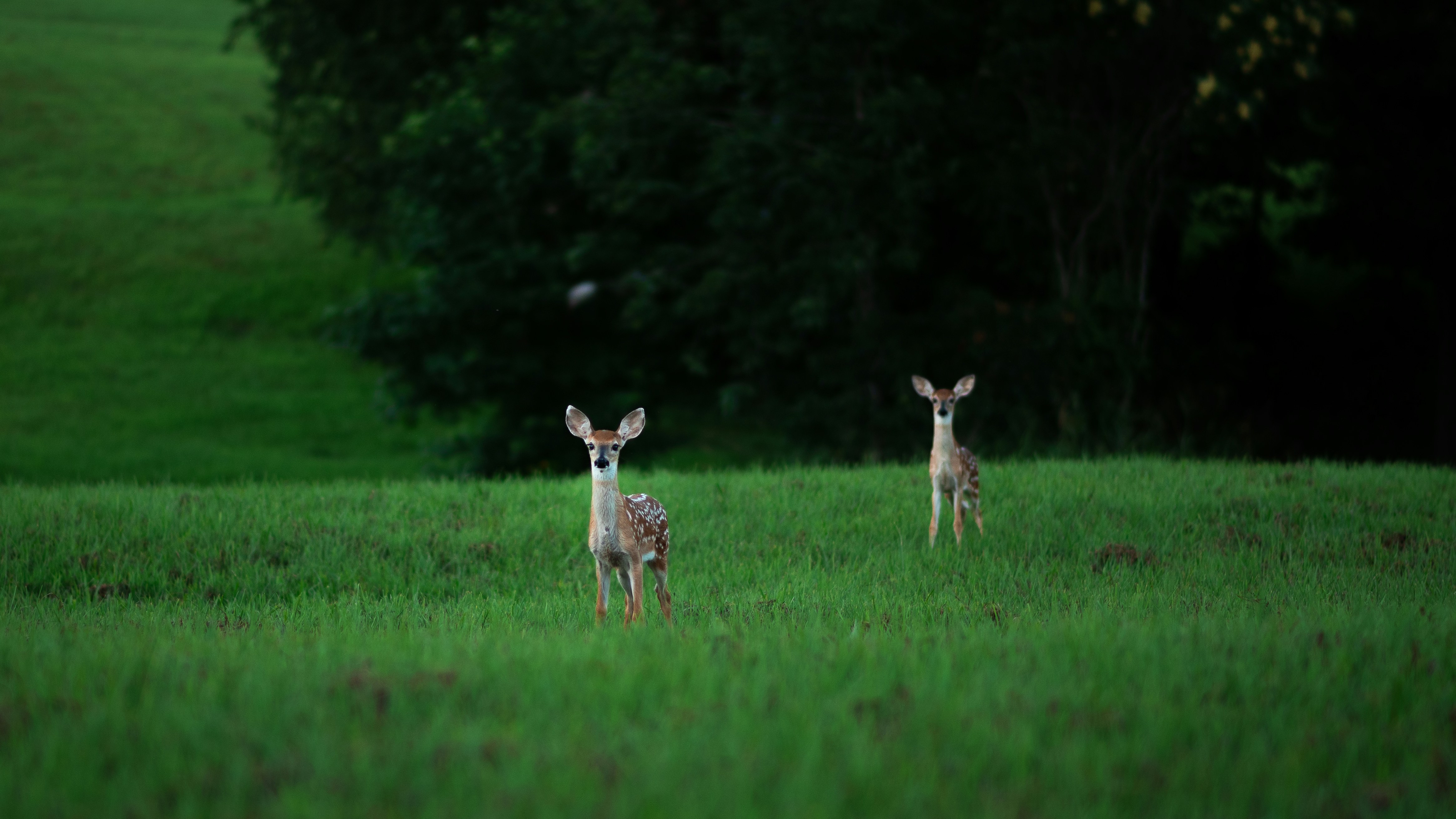 Two deer stand in a field.