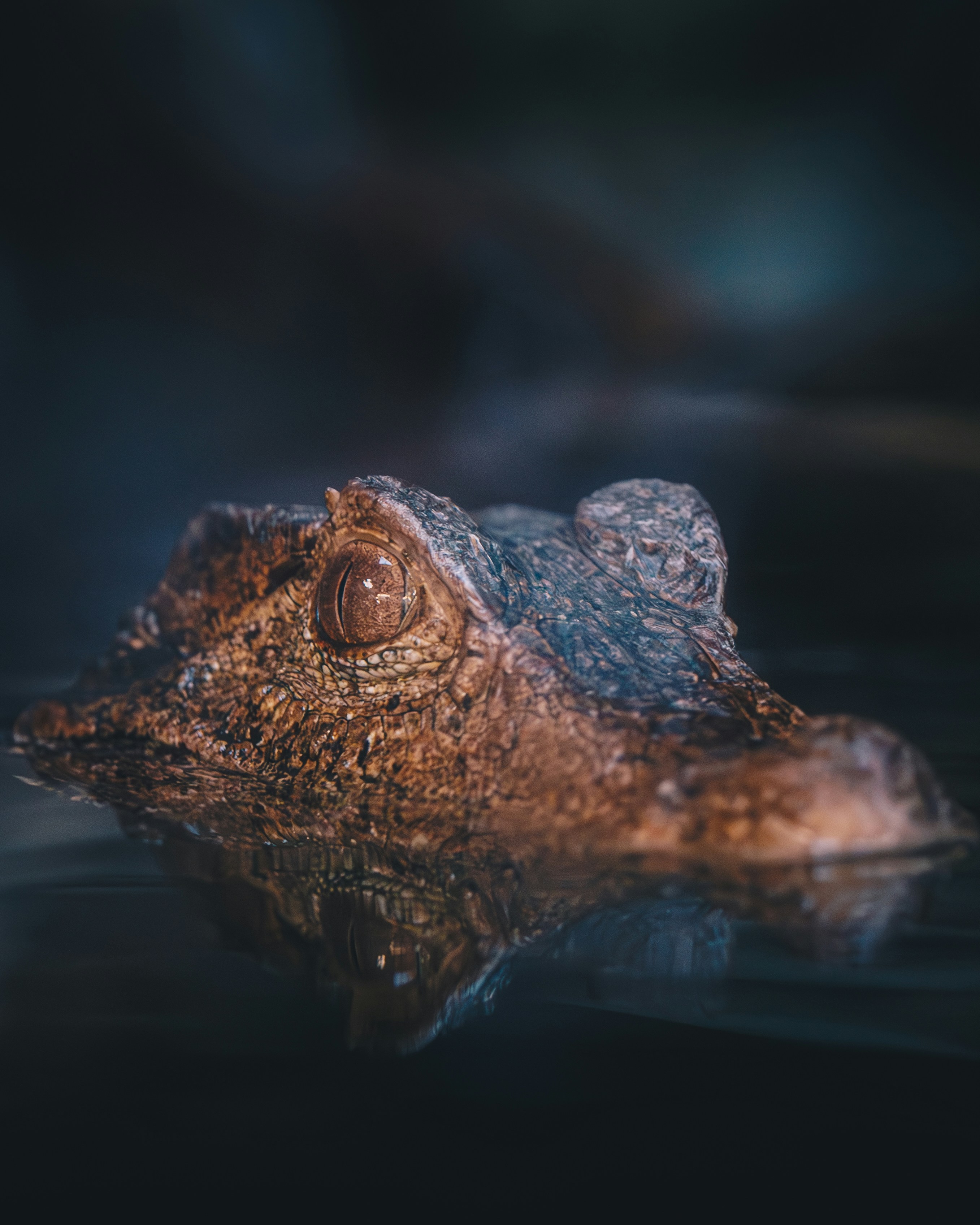 A crocodile's head emerges from dark water.