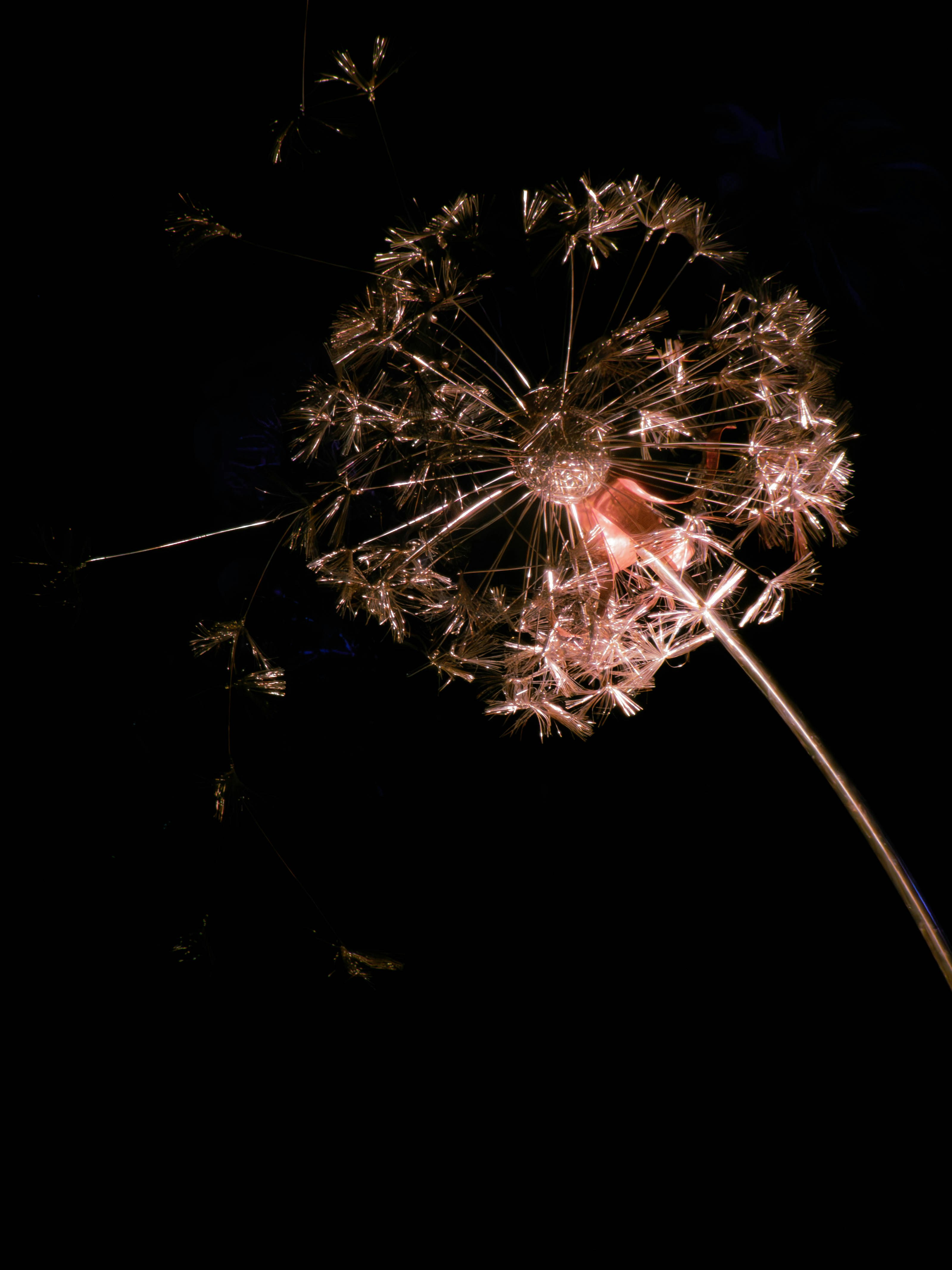 A dandelion's seed-head against a stark black background.