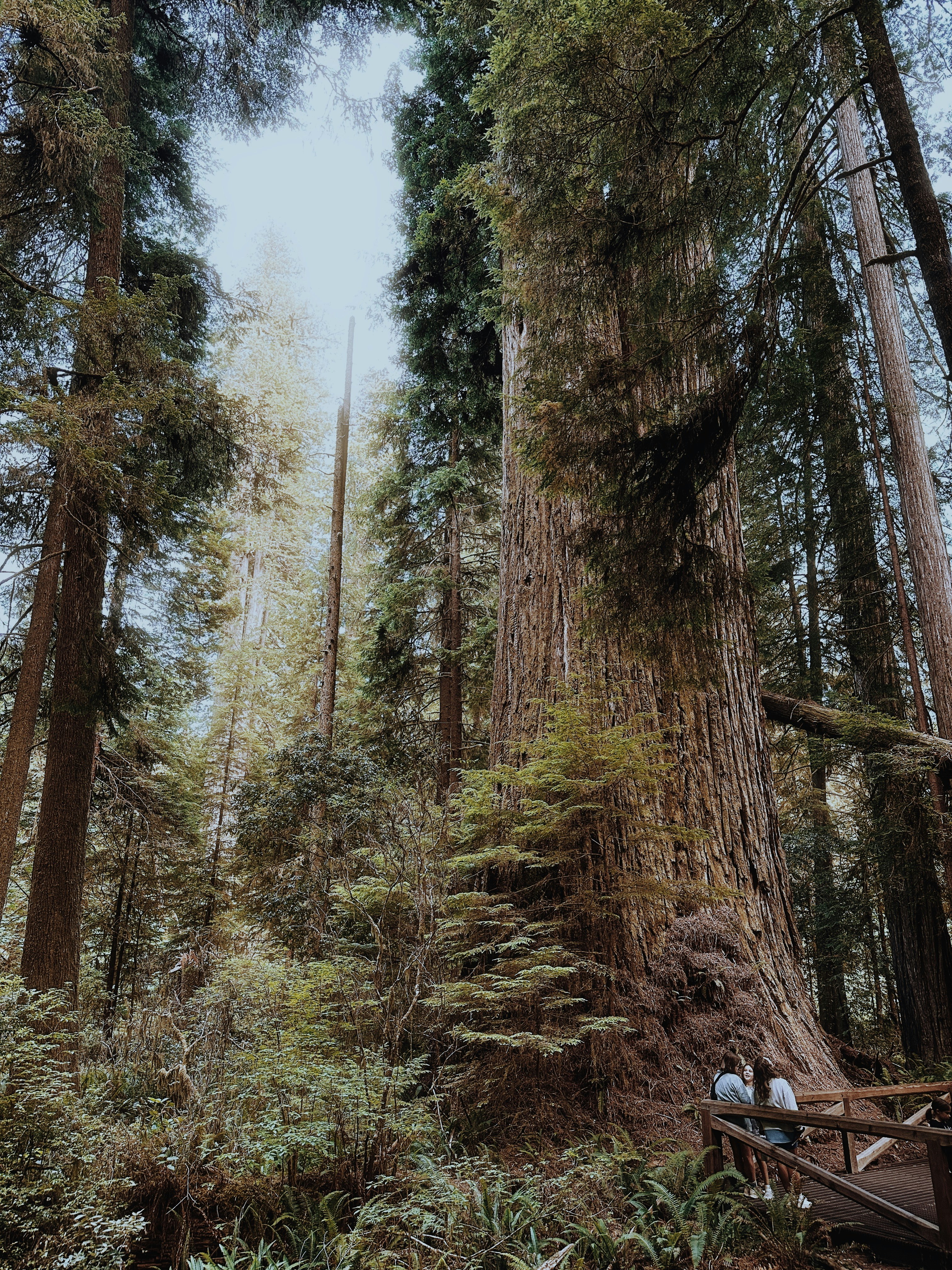 Giant redwood trees tower over people in a forest. photo – Free Forest ...