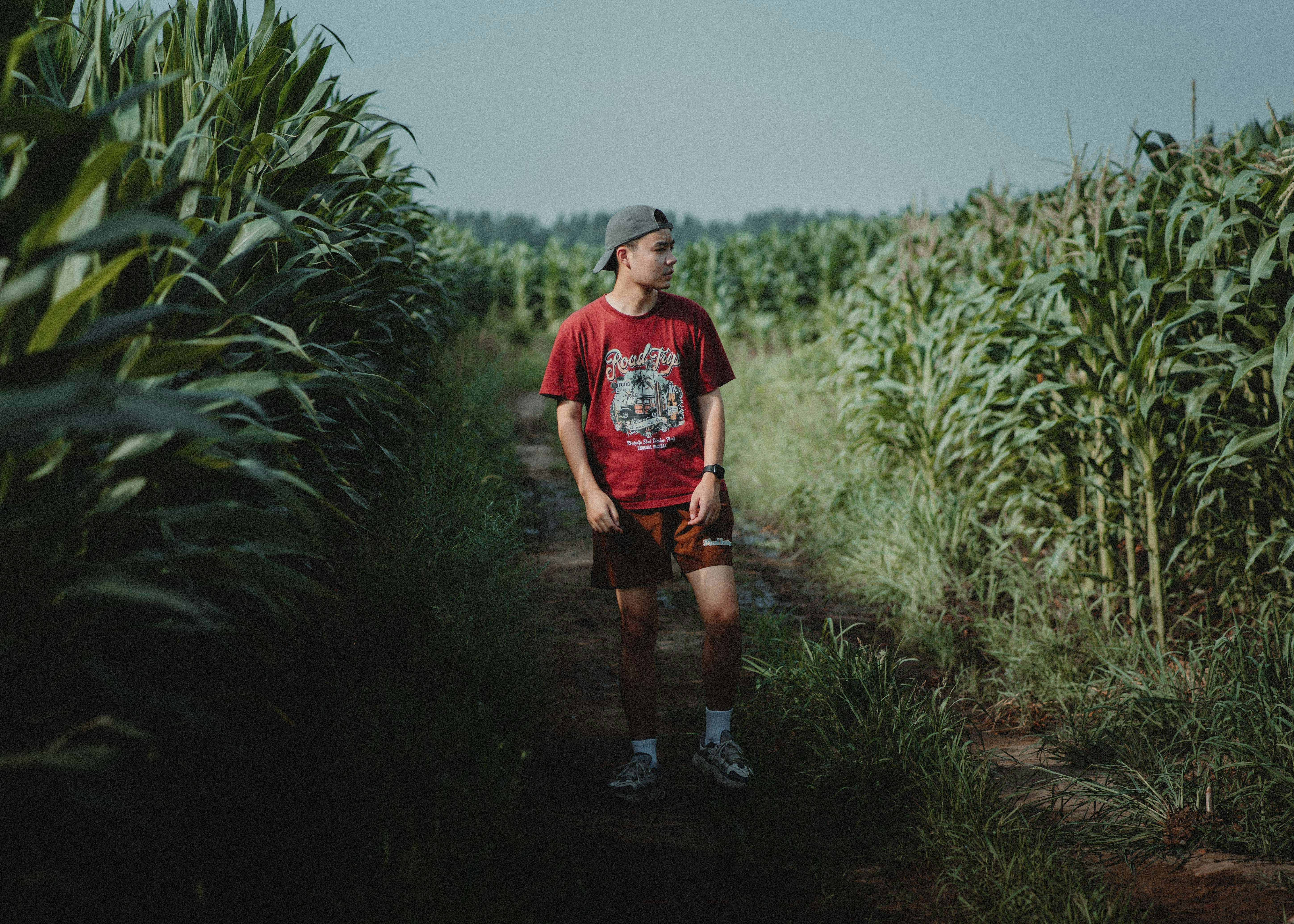 A young man walks through a cornfield.