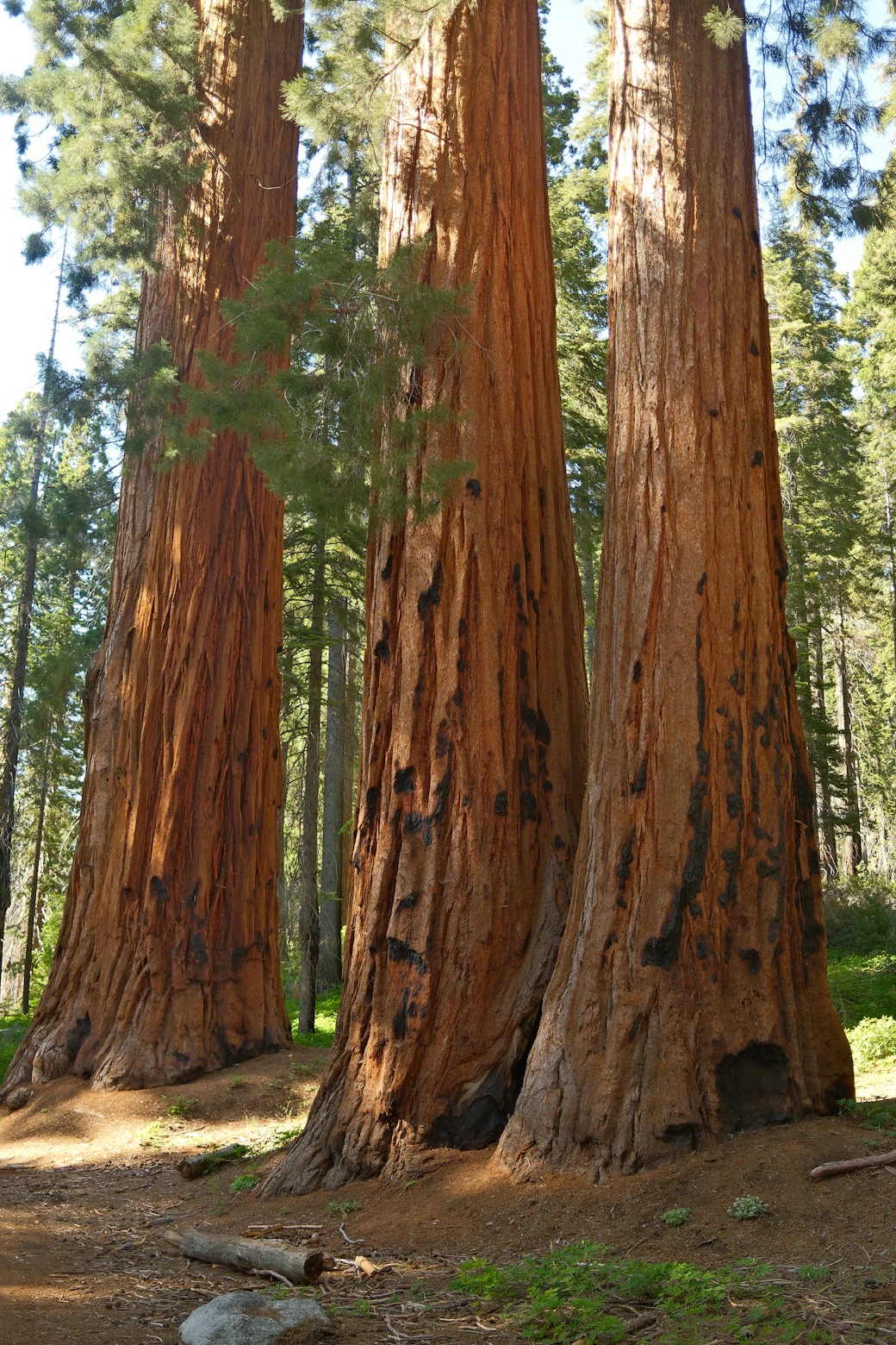 Sequoia National Park