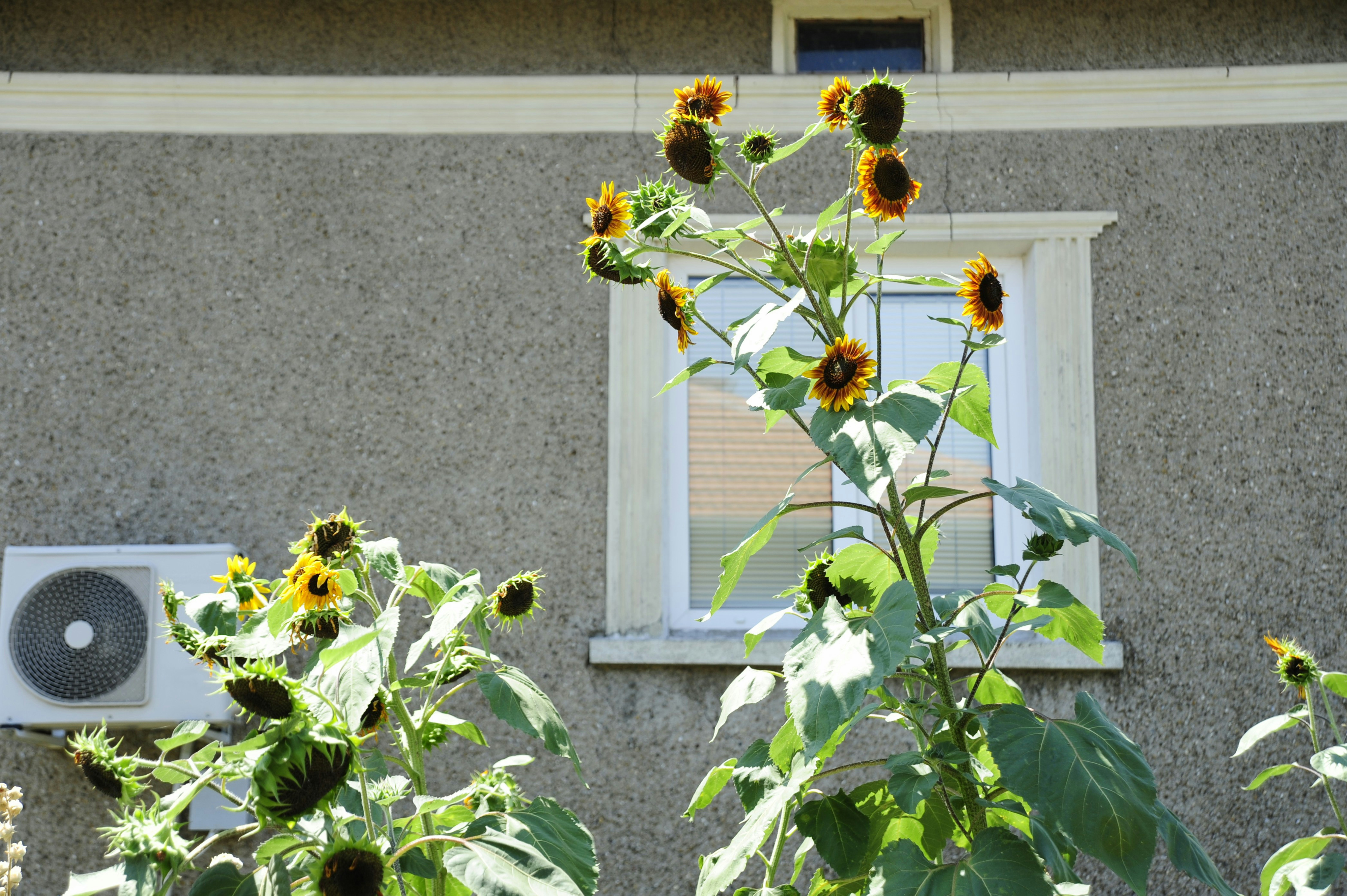 Los girasoles florecen frente a una casa.