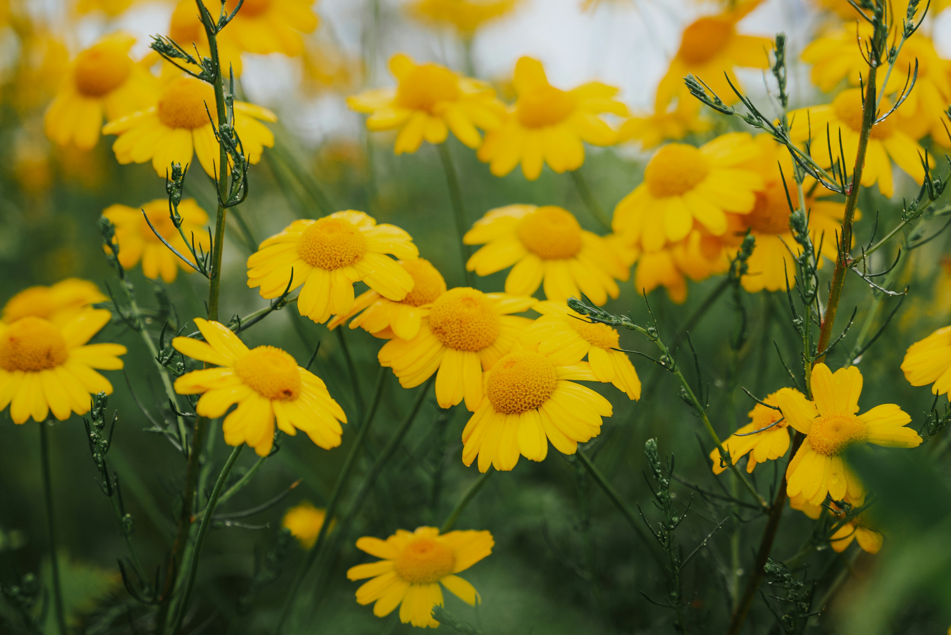 Yellow daisies bloom in a field.