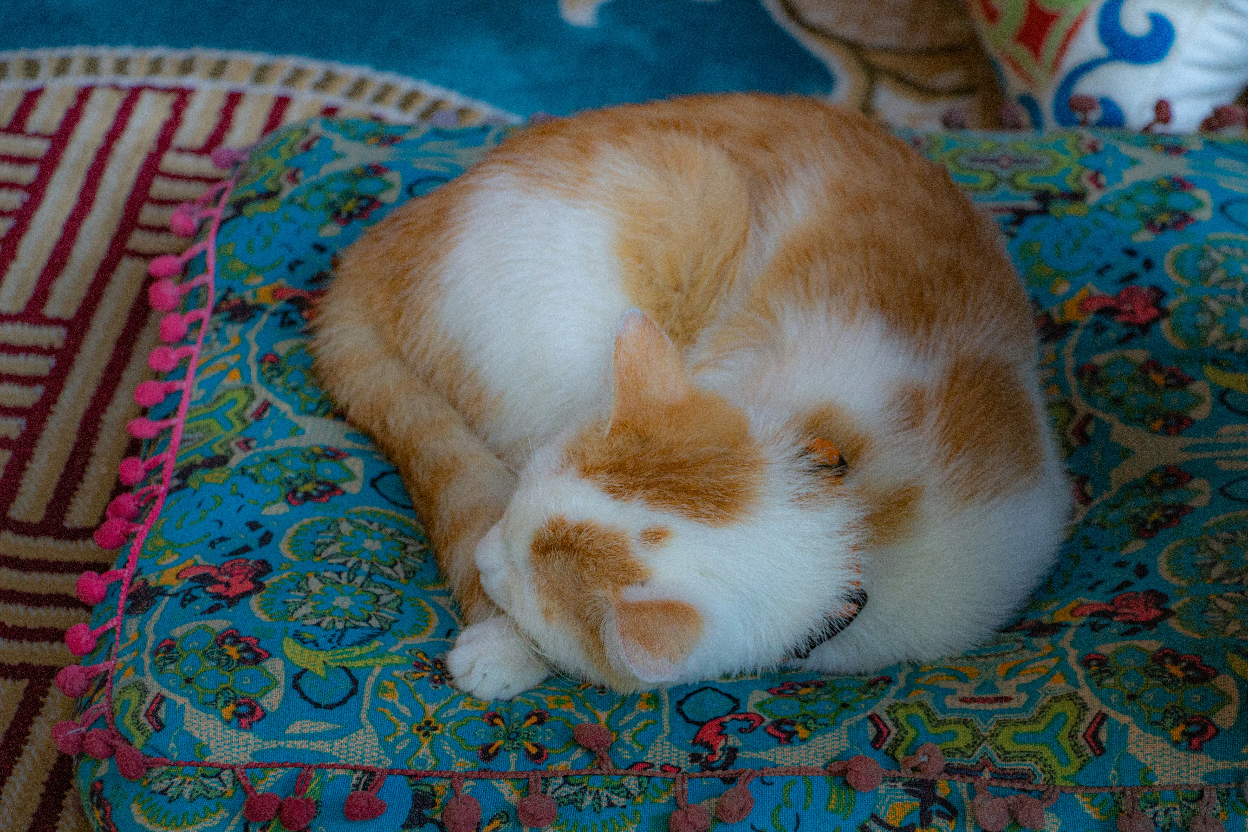 Cat with expressive ears