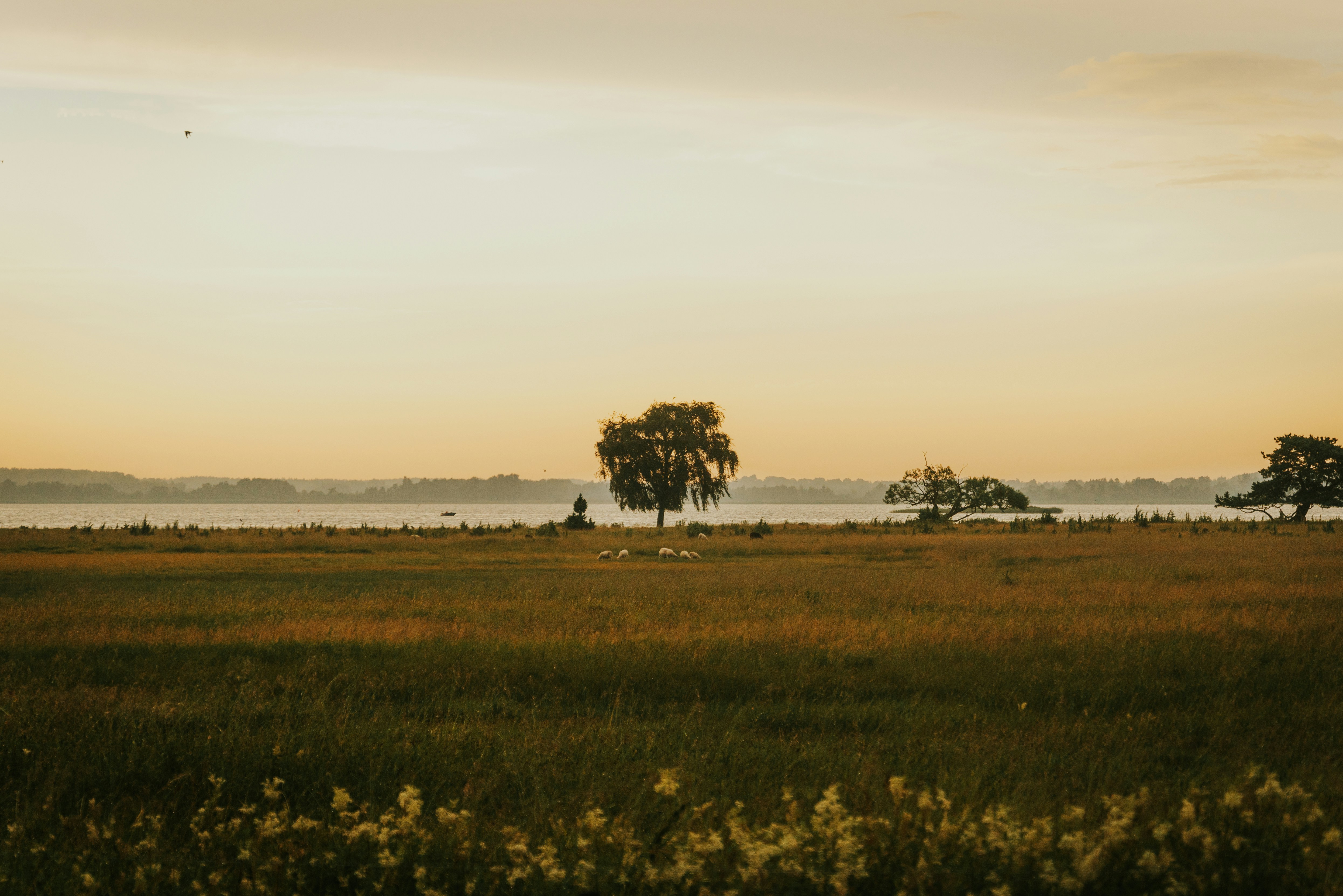 Field of golden grass with trees at sunset.