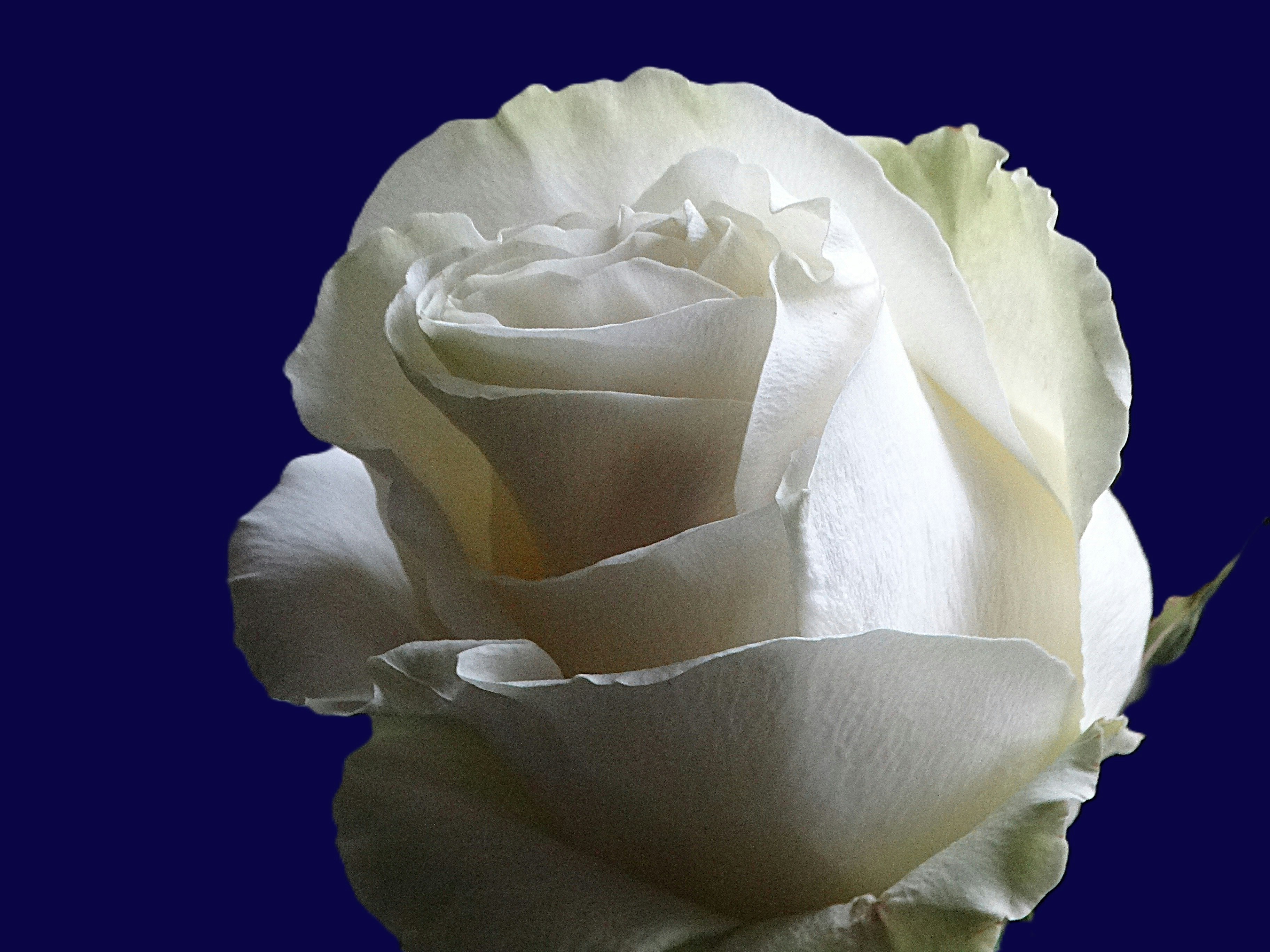 photo-1753531784233-e49011a5ca6b?ixid=M3wxMjA3fDB8MXxzZWFyY2h8MTh8fHZpc2l0JTIwdGhpcyUyMGxpbmt8ZW58MHx8fHwxNzU3MjE2Njg0fDA\u0026ixlib=rb-4.1.0