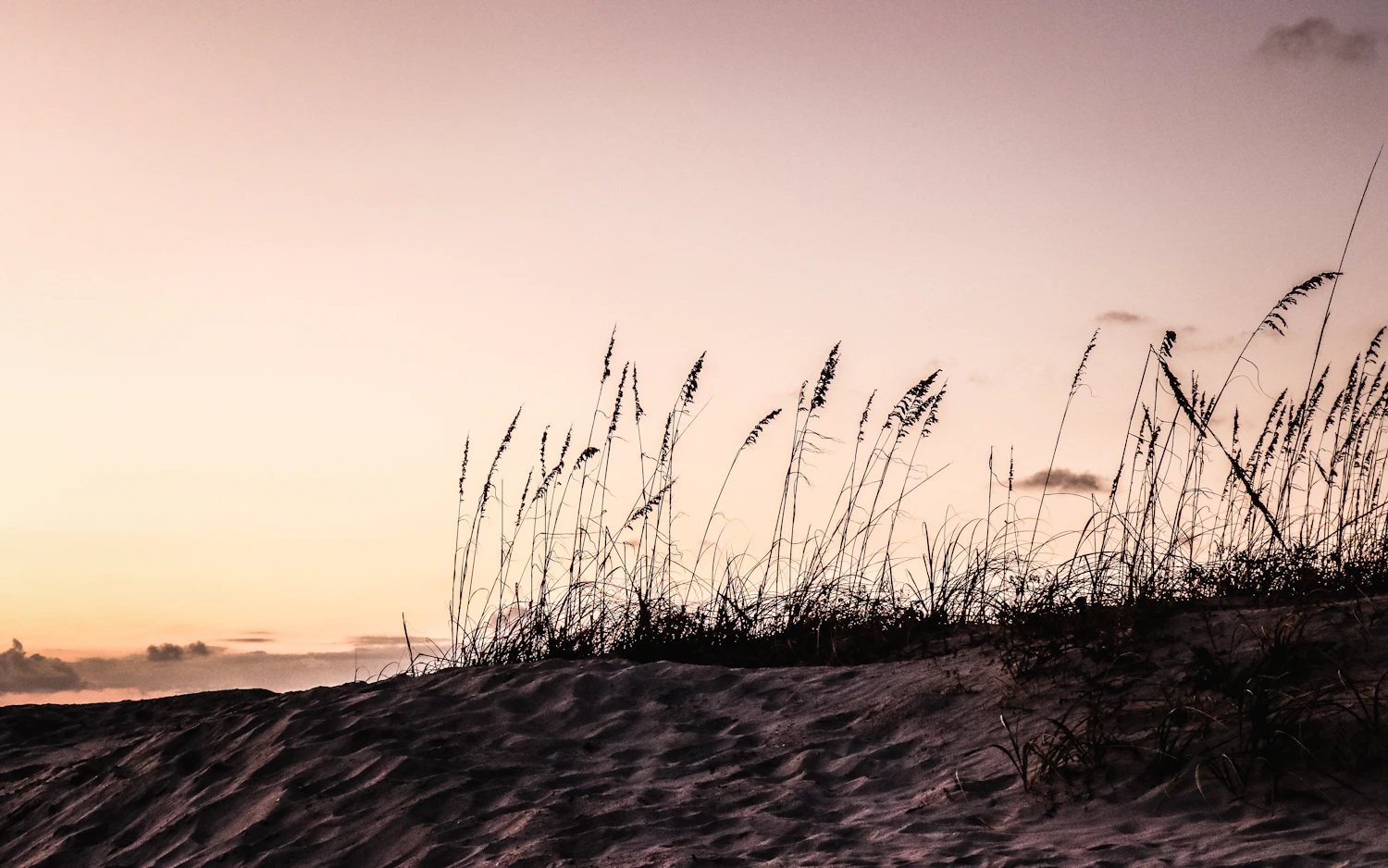Sea oats silhouetted against a pink Florida sunrise