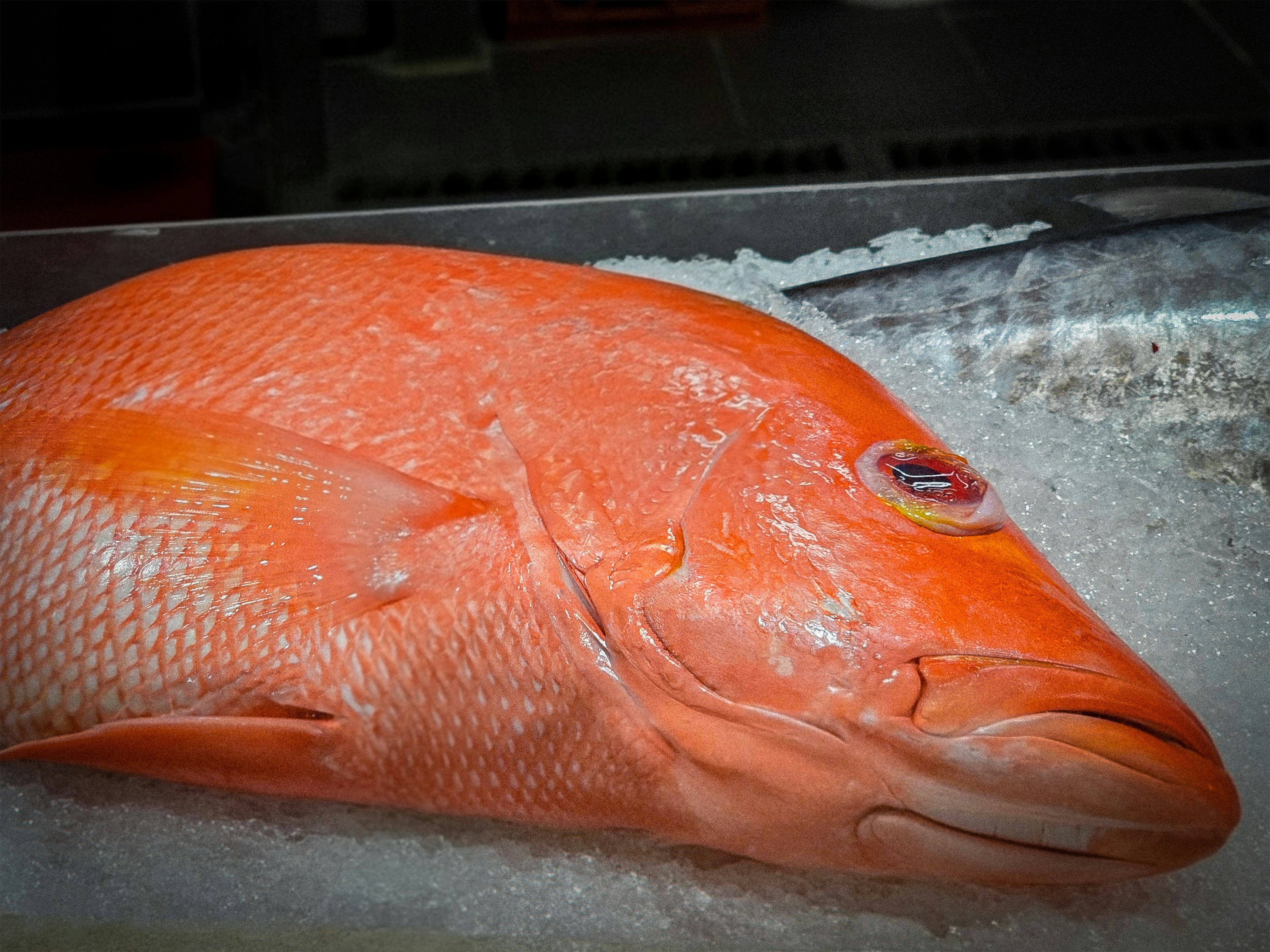 A fresh, red fish rests on ice.