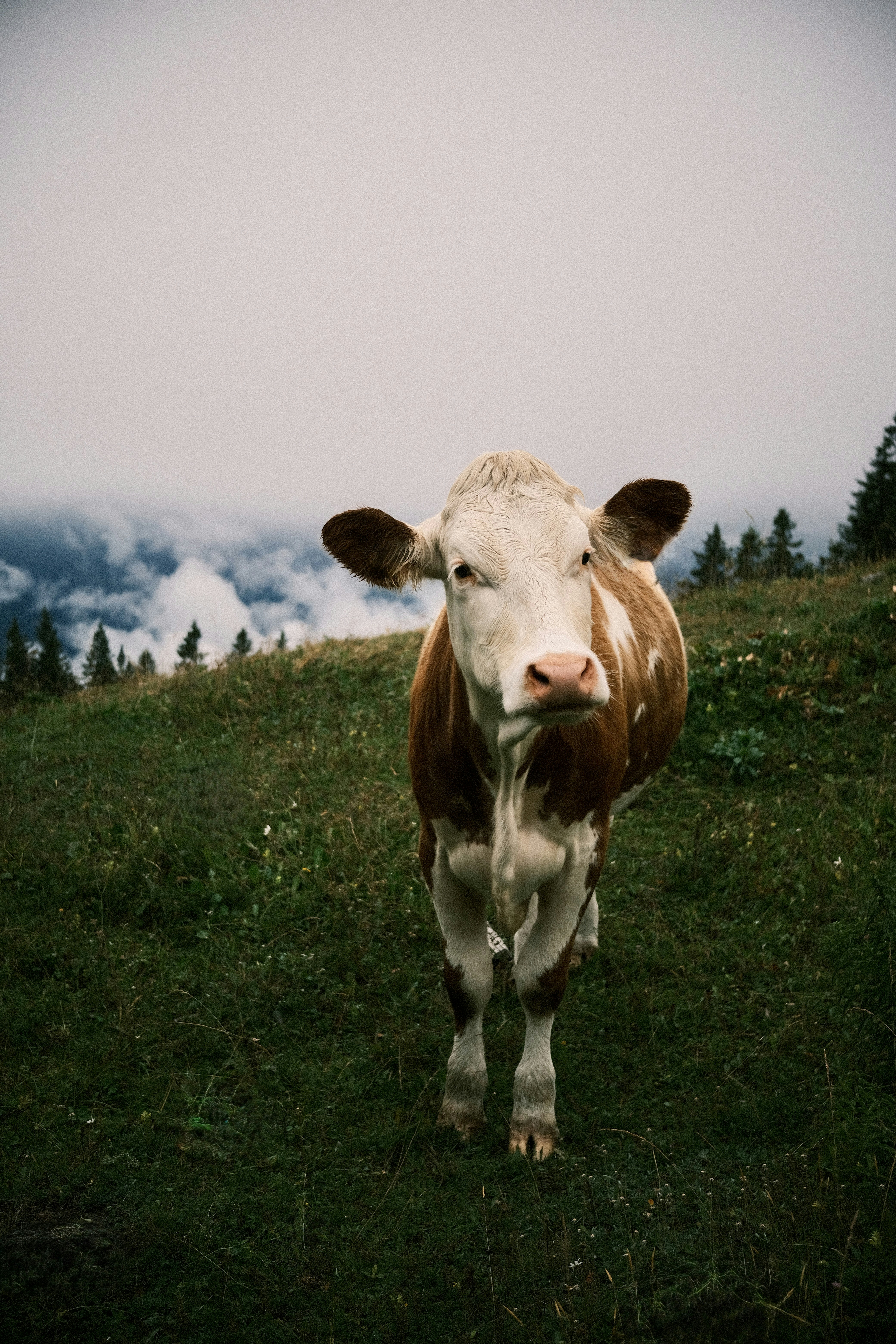 Photo by niklasjesper