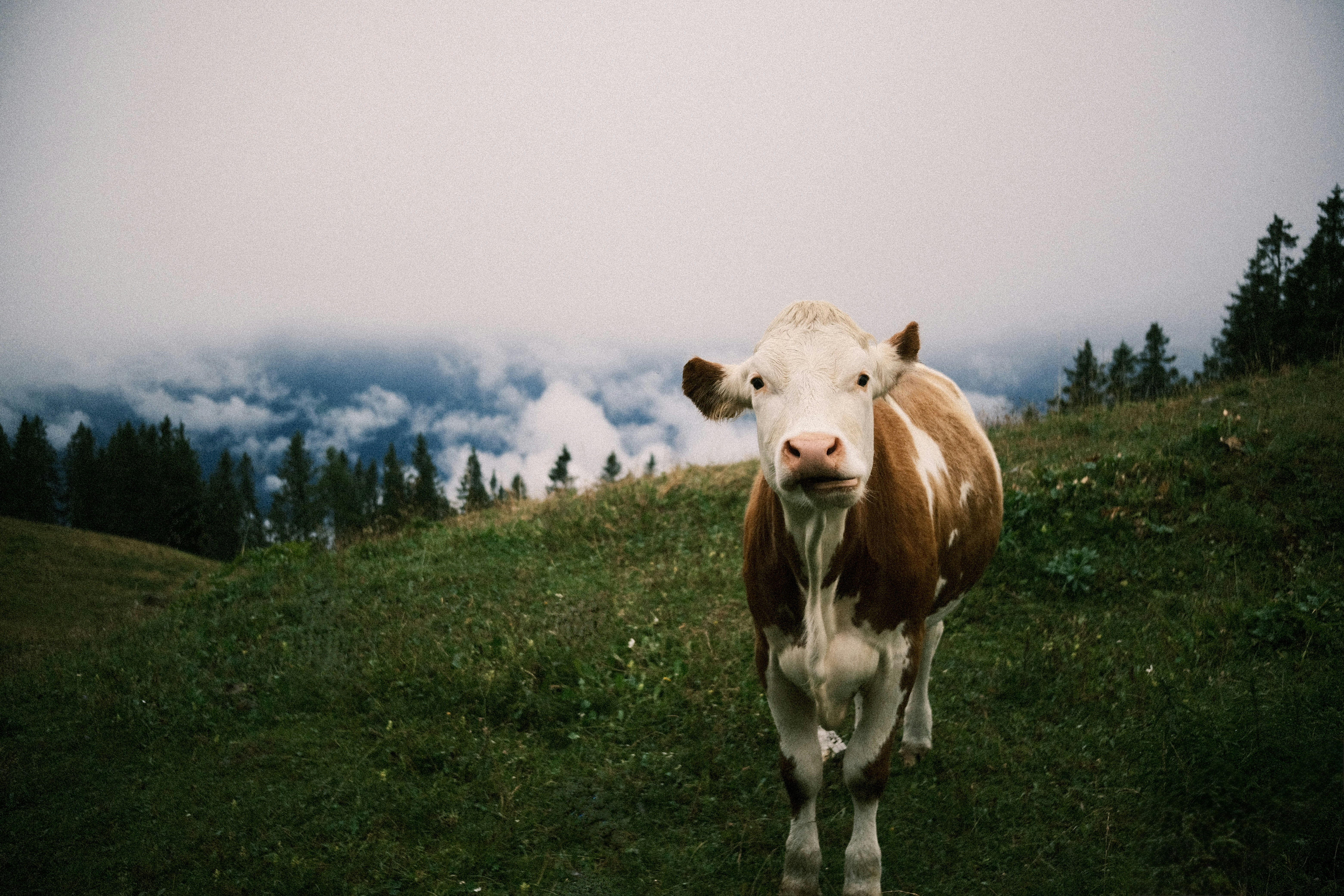 Photo by niklasjesper