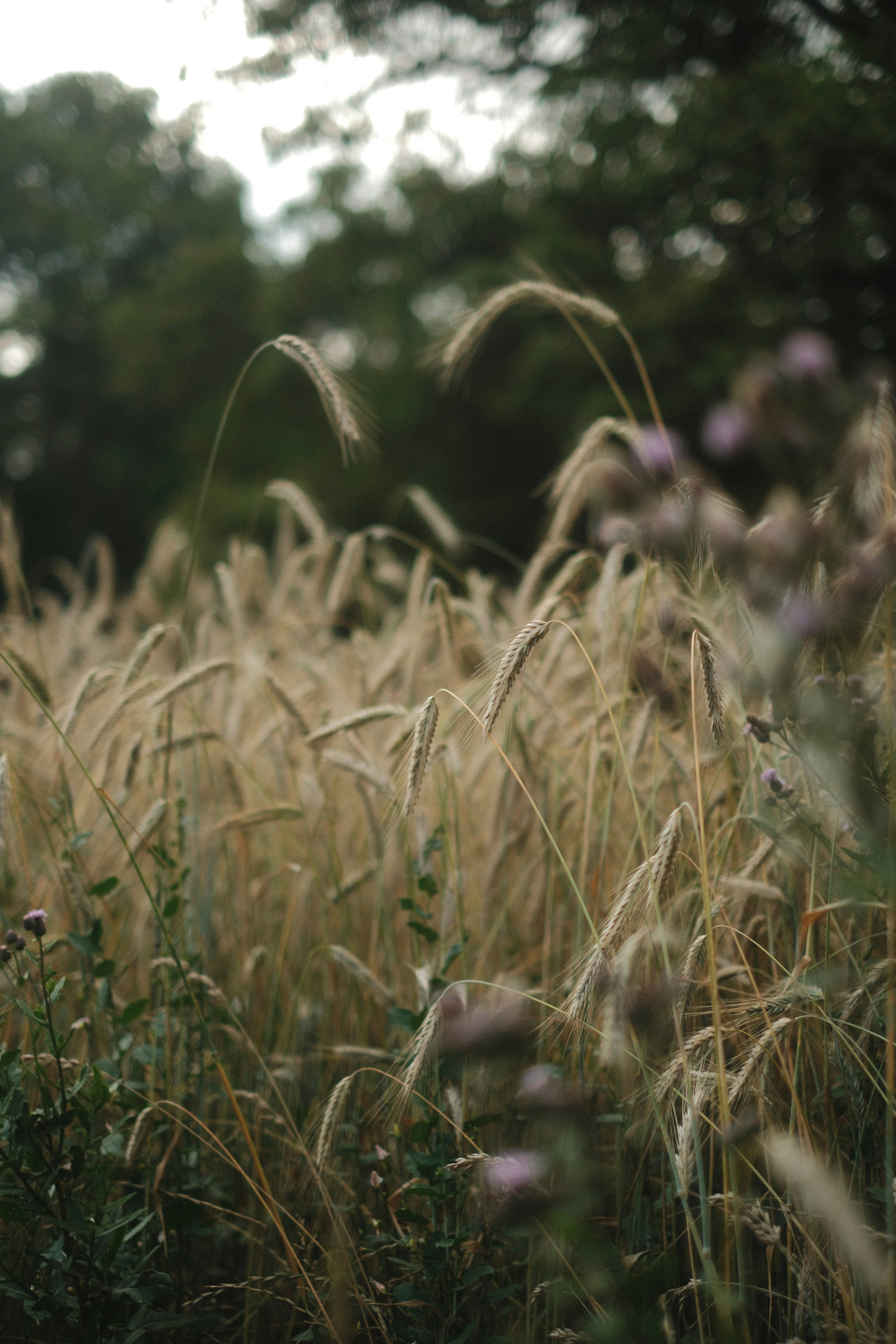 Photo by ginkgoshutter