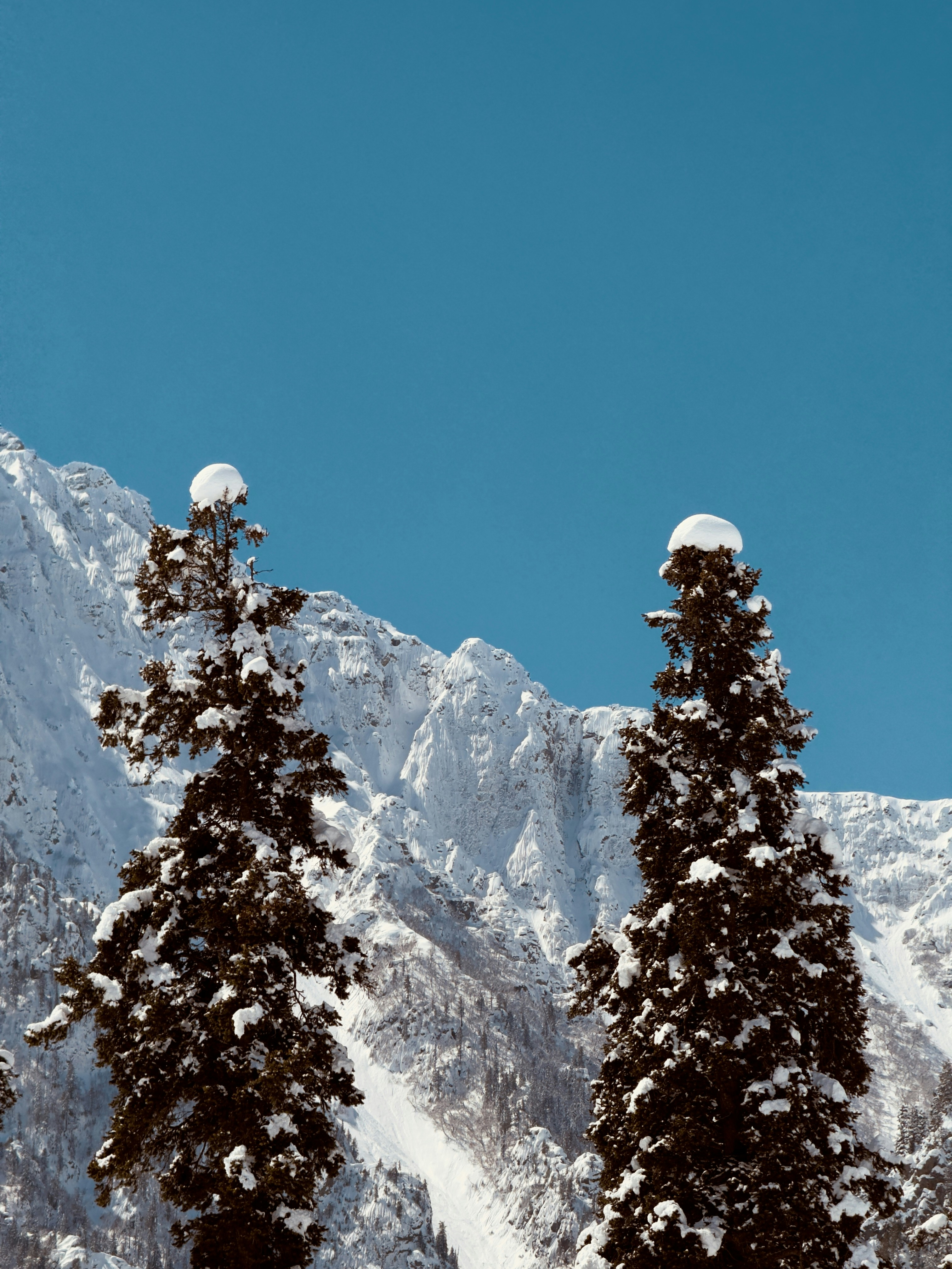 Snow-covered trees against a mountainous, snowy background.