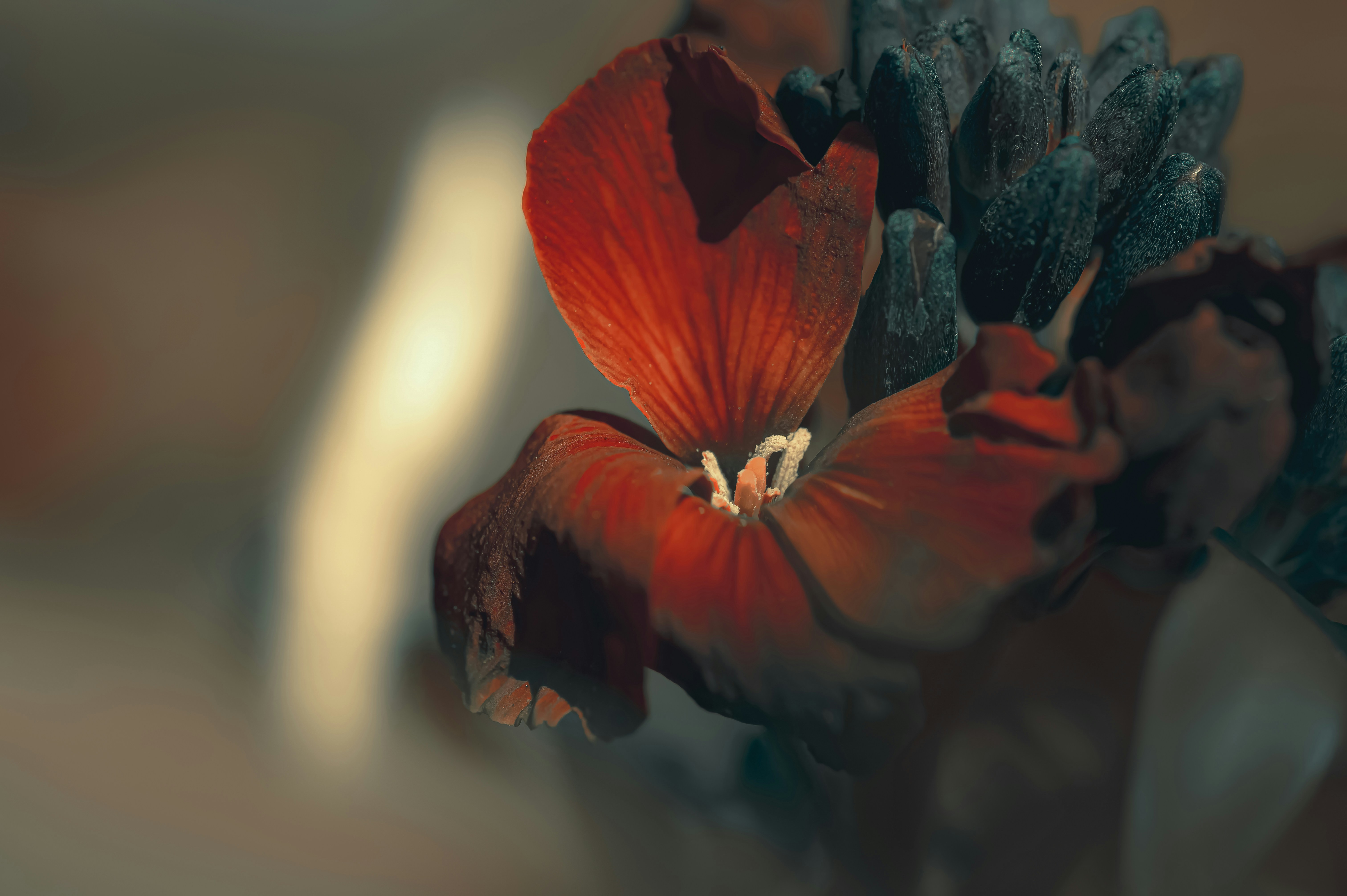 Photo by volodymyr_leush