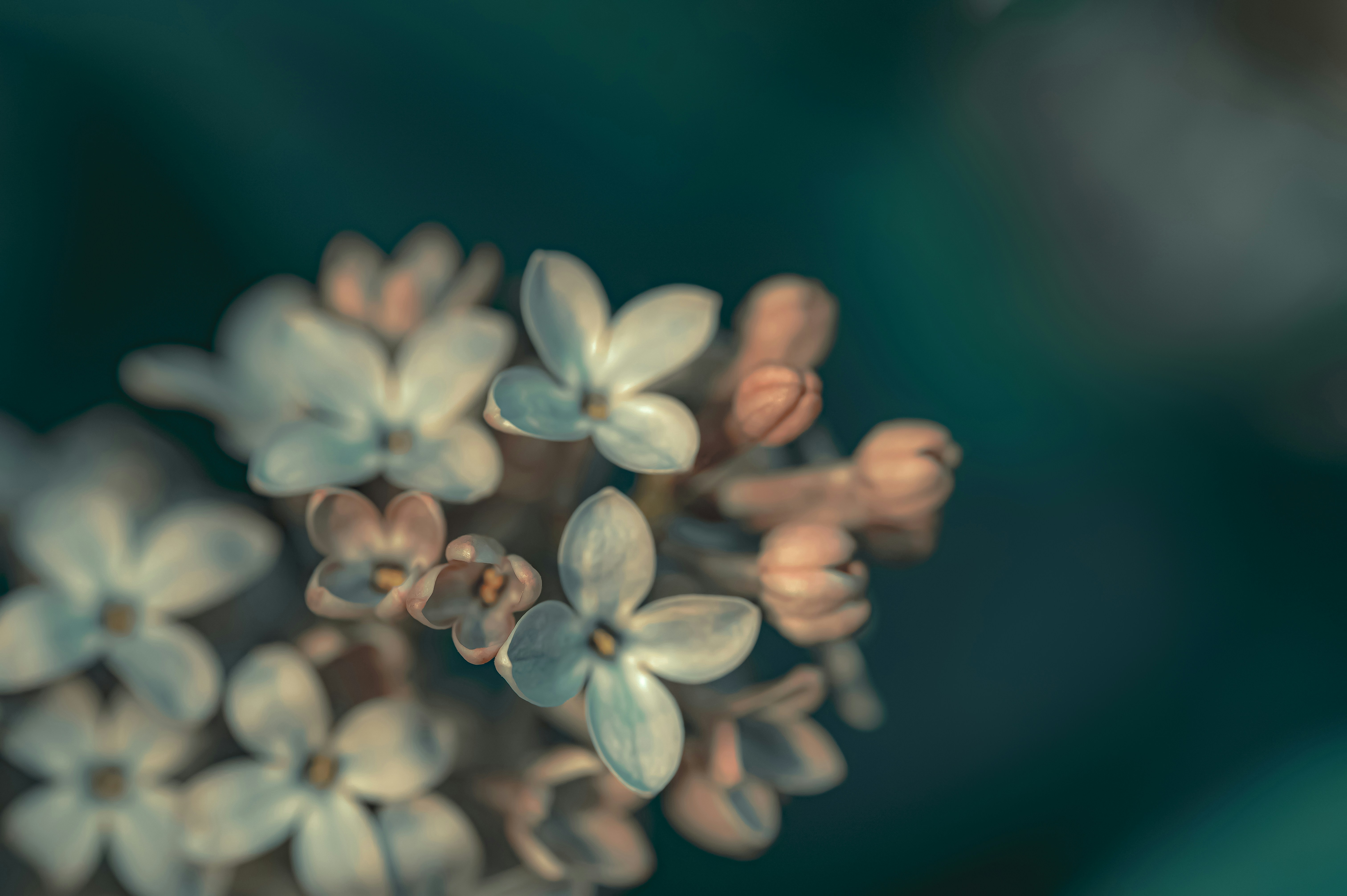 Photo by volodymyr_leush