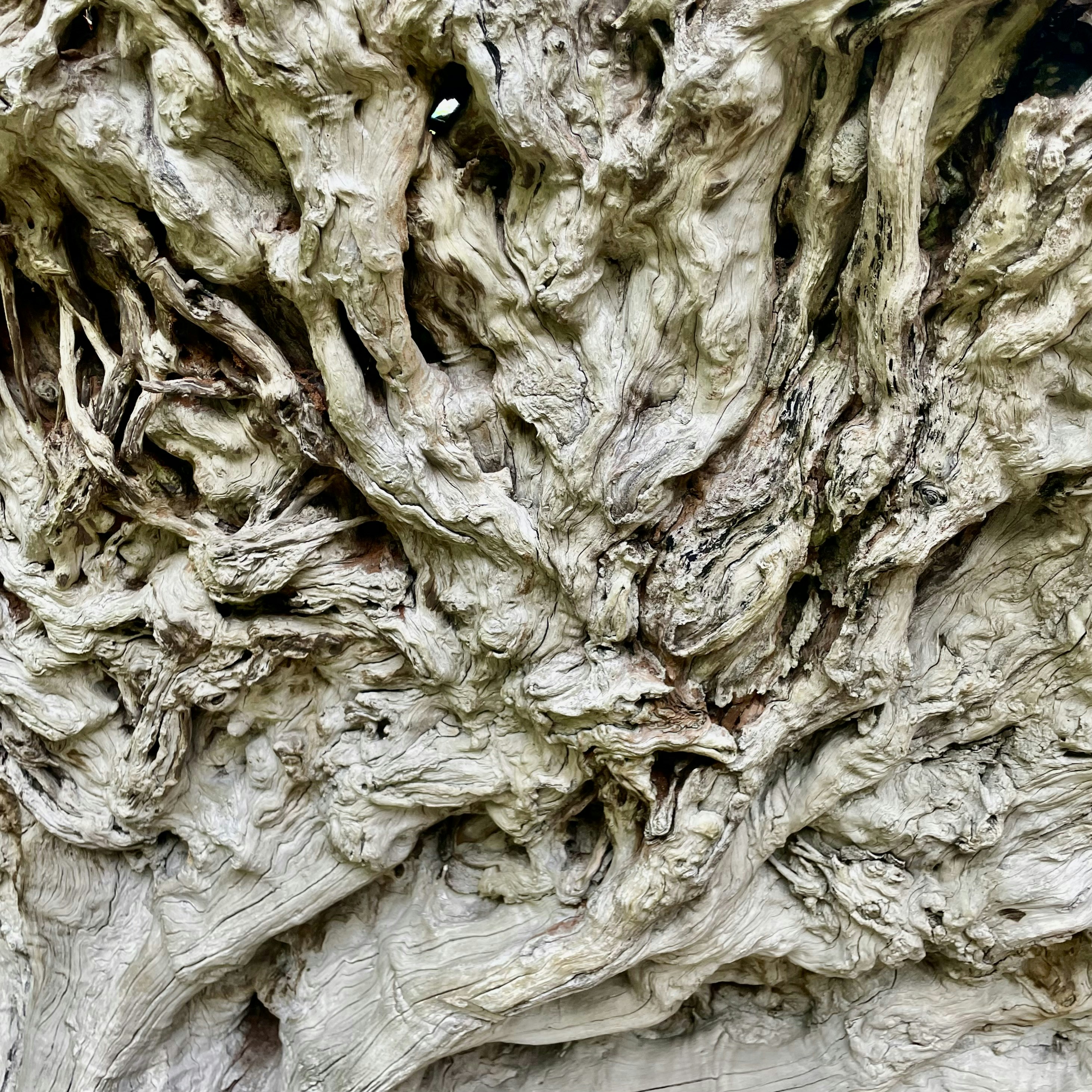 L'immagine mostra la trama ravvicinata del legno.