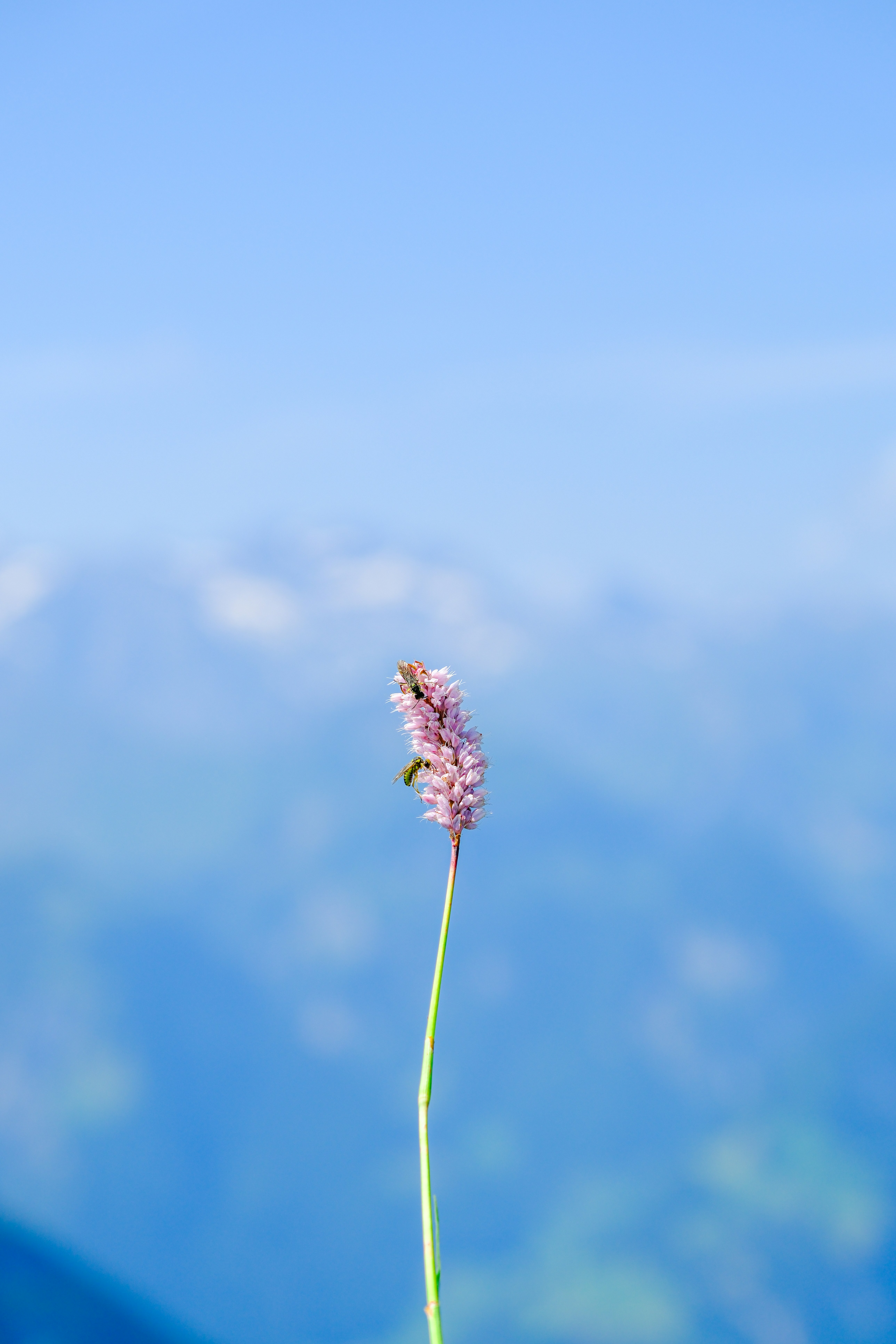 A solitary flower against a blurred mountain backdrop.