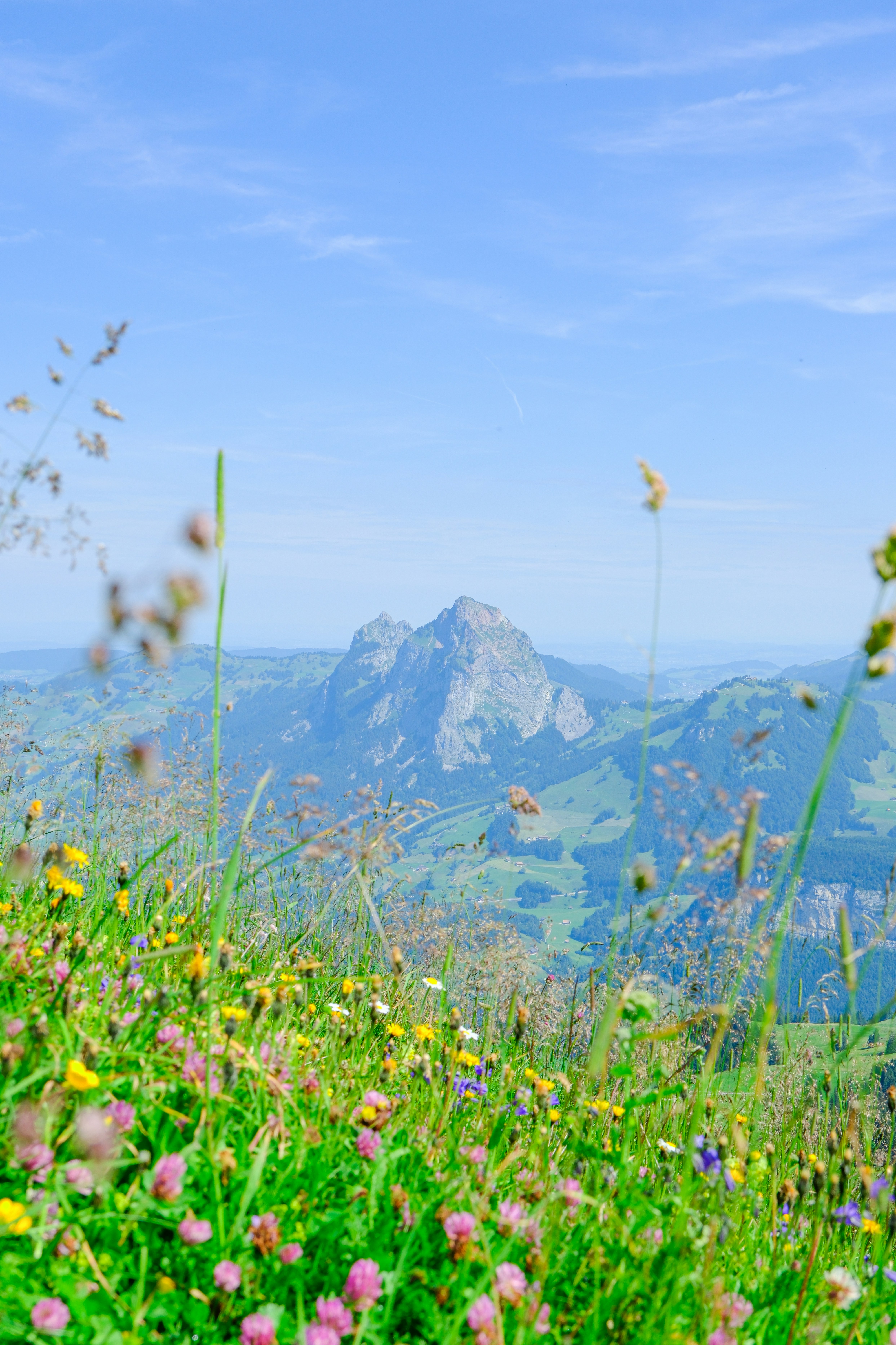 Flowers bloom with mountains in the distance.