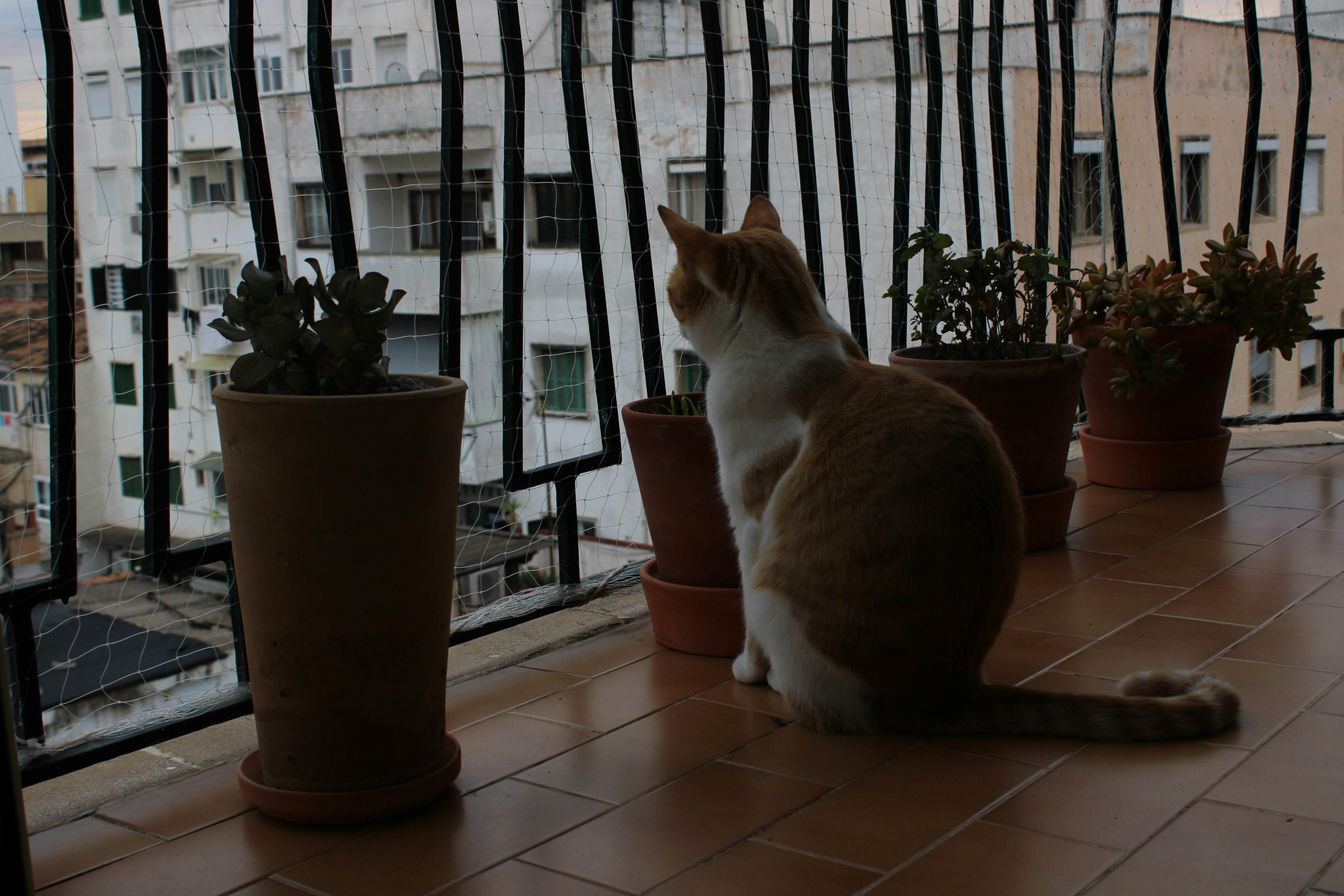 A cat stares out at the city from a balcony.