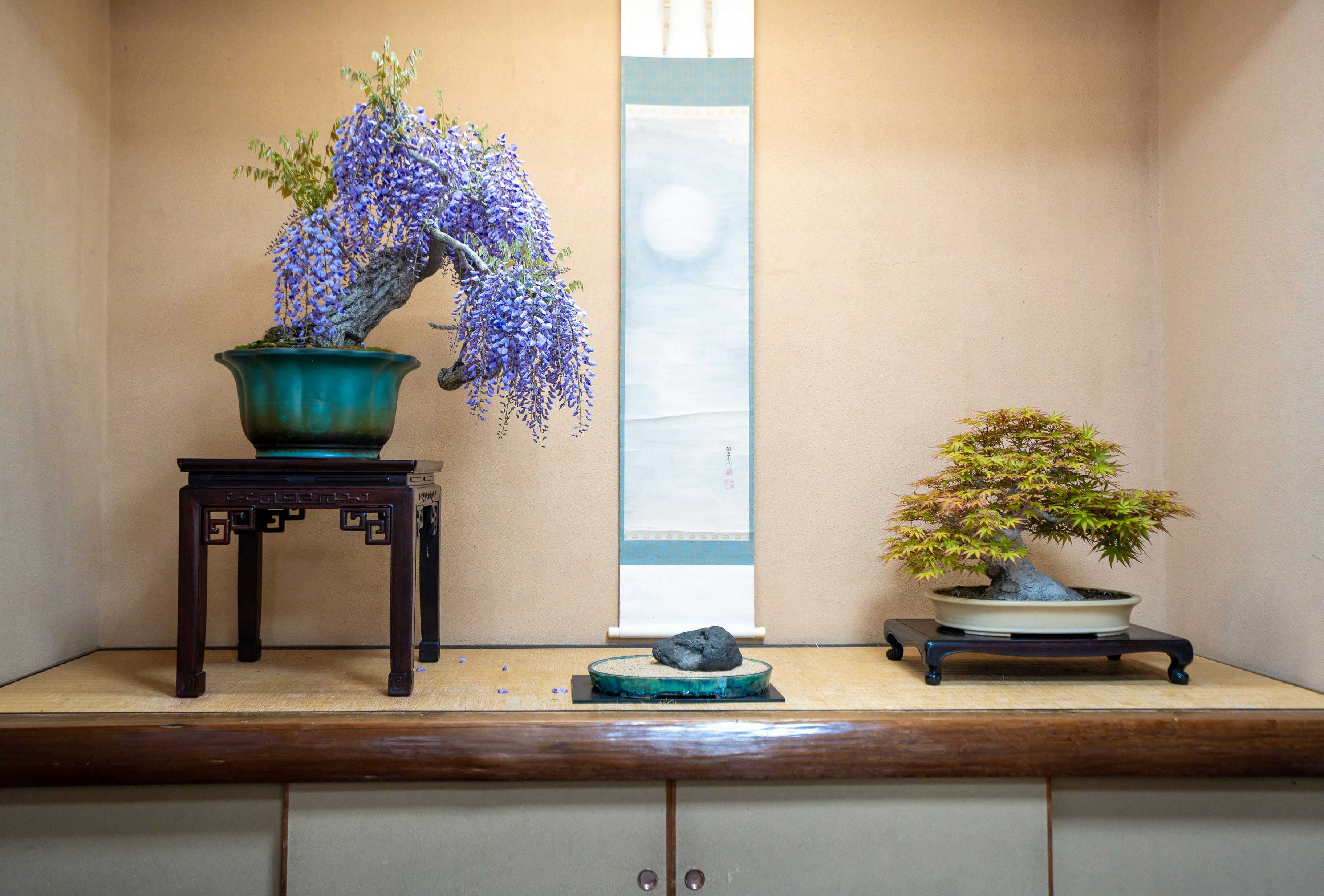 A traditional Japanese indoor display featuring a wisteria bonsai with purple flowers and a Japanese maple bonsai, with a hanging scroll in the background.