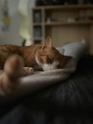 A ginger cat is sleeping soundly on a bed.
