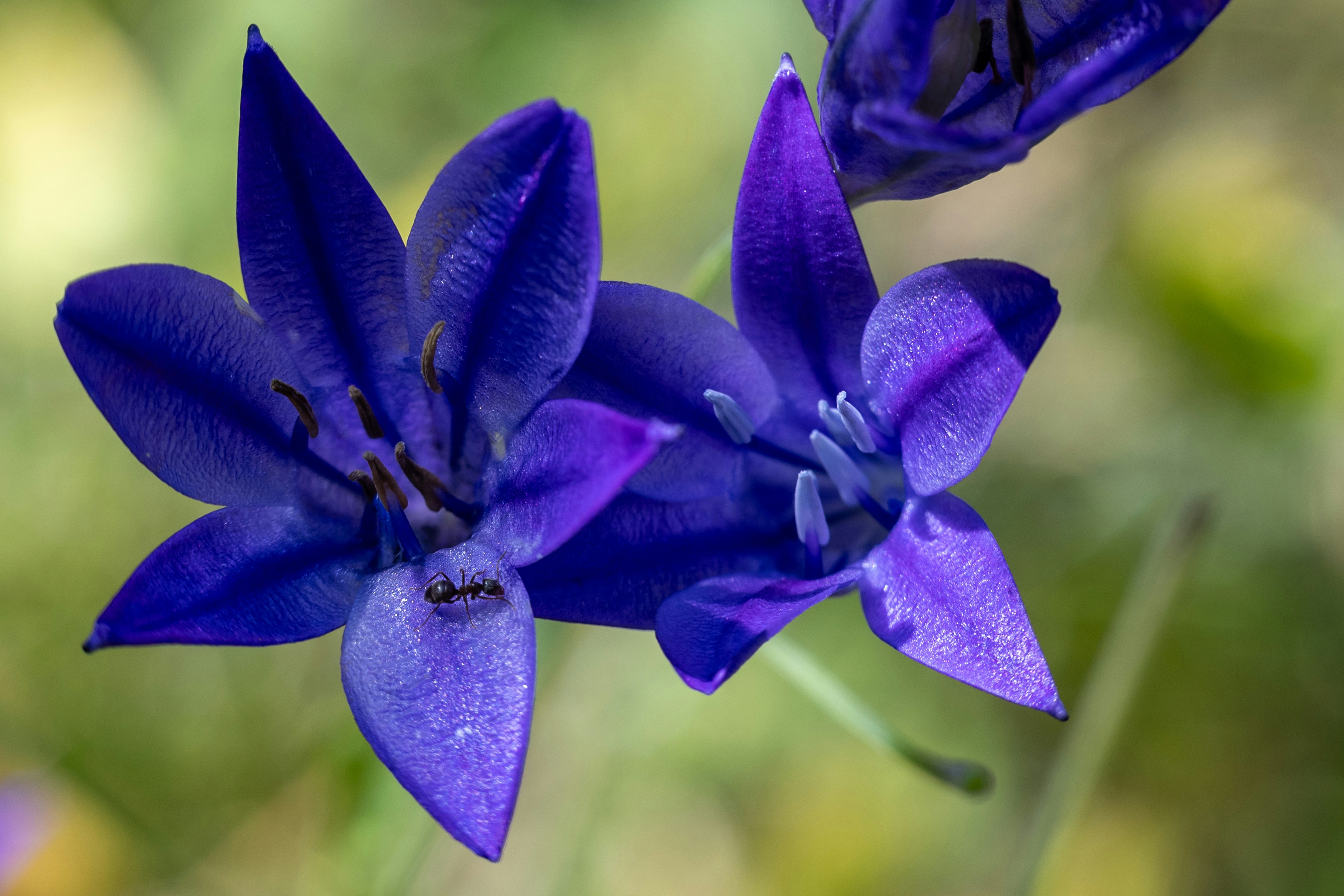 Beautiful blue flowers are in full bloom.